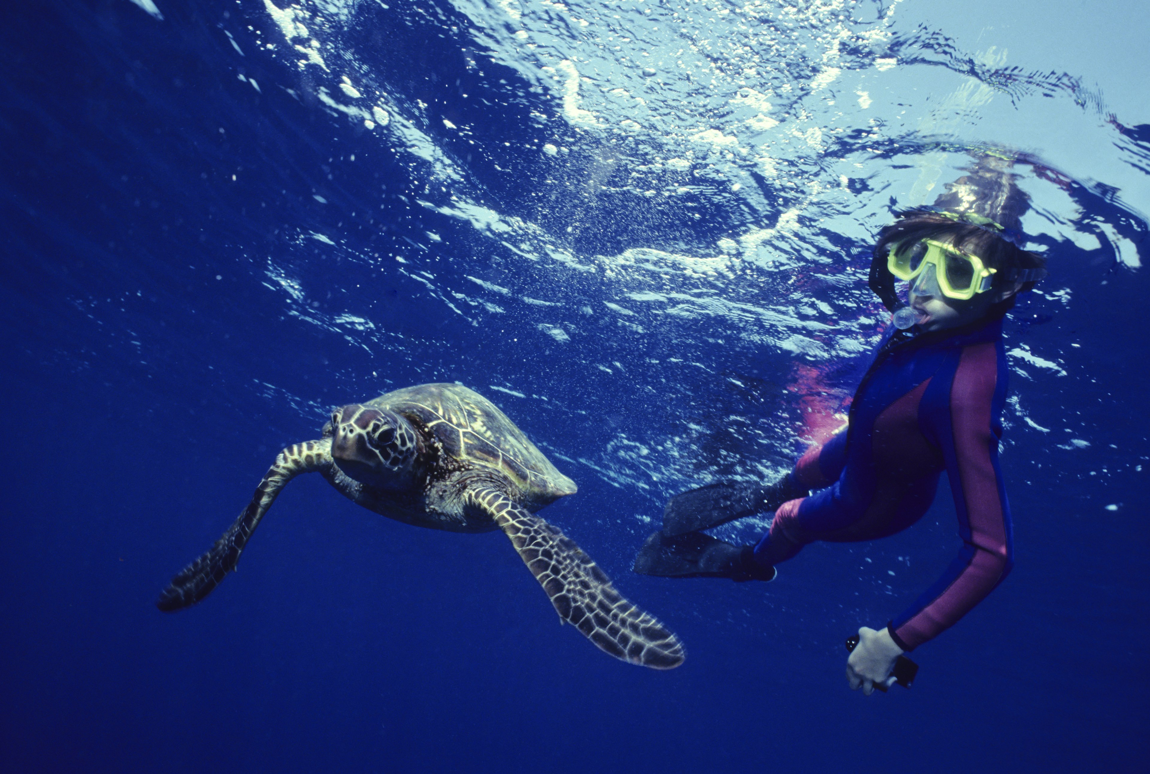 Underwater shot of a Green Sea Turtle and Young Boy snorkelling in Oahu, Hawaii.