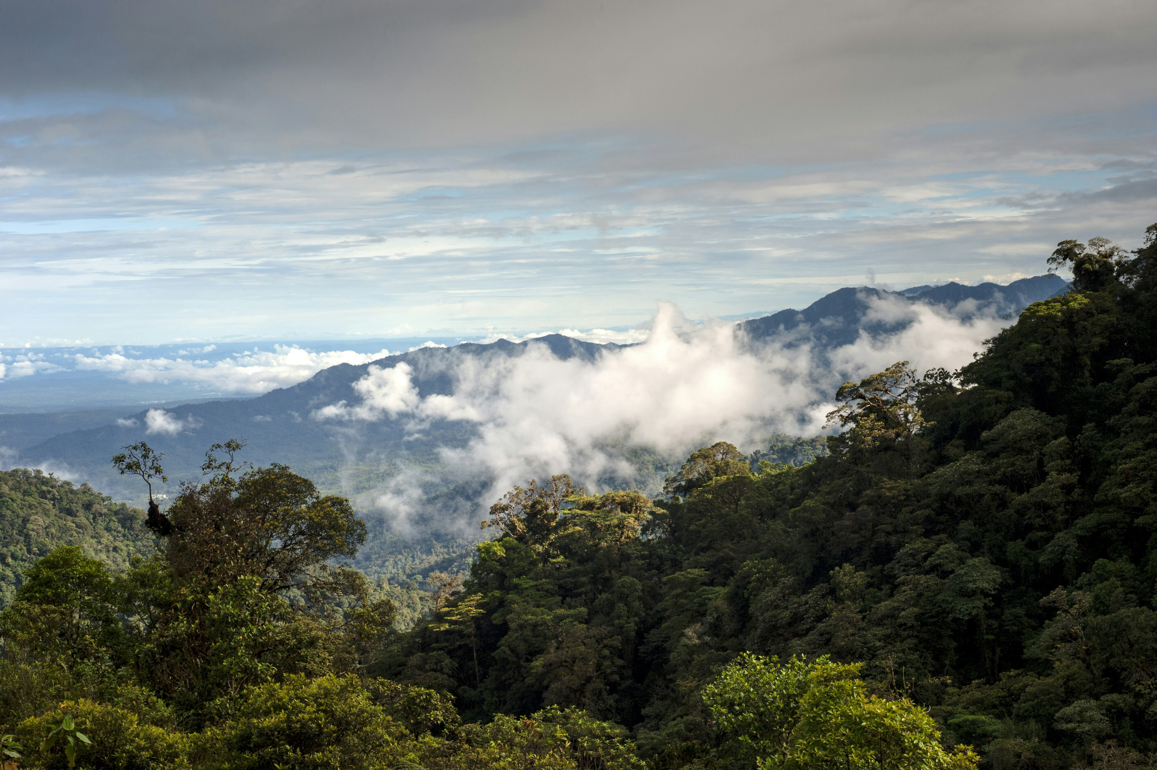 From Andes to Amazon, view of the tropical rainforest, Ecuador.