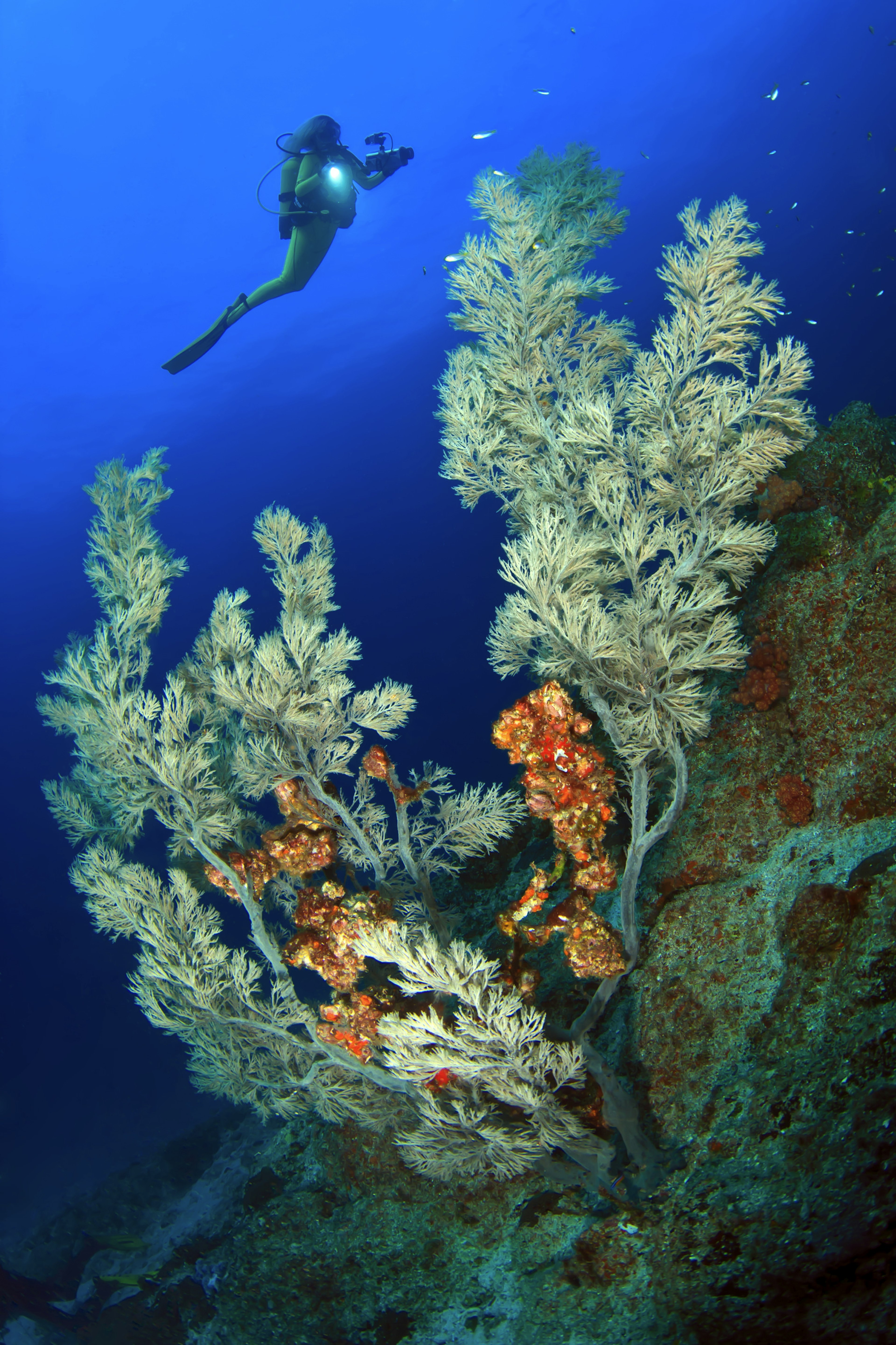 Diver swimming among coral in the sea.