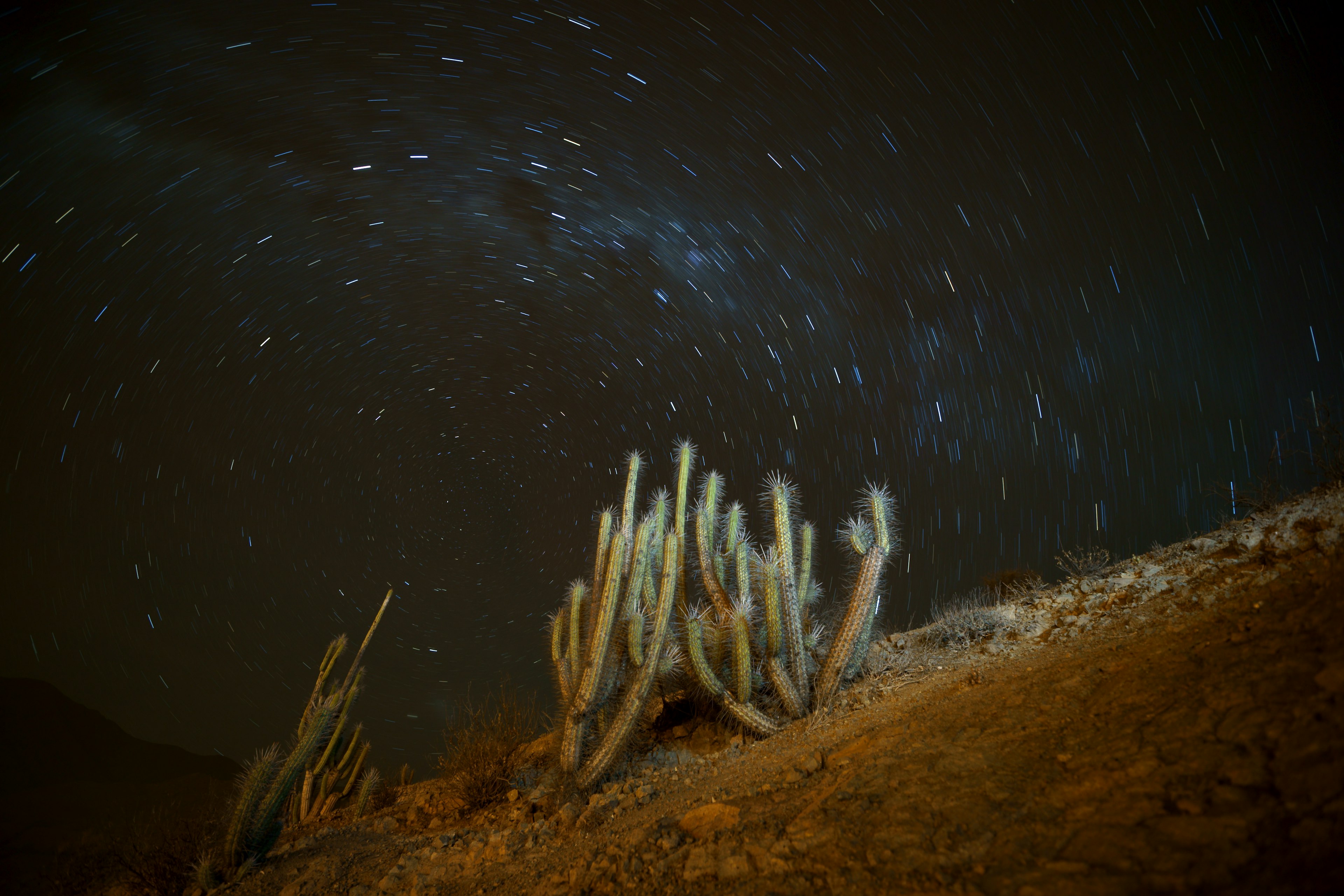 A long-exposure image of the stars spinning in the sky with a cactus in the foreground