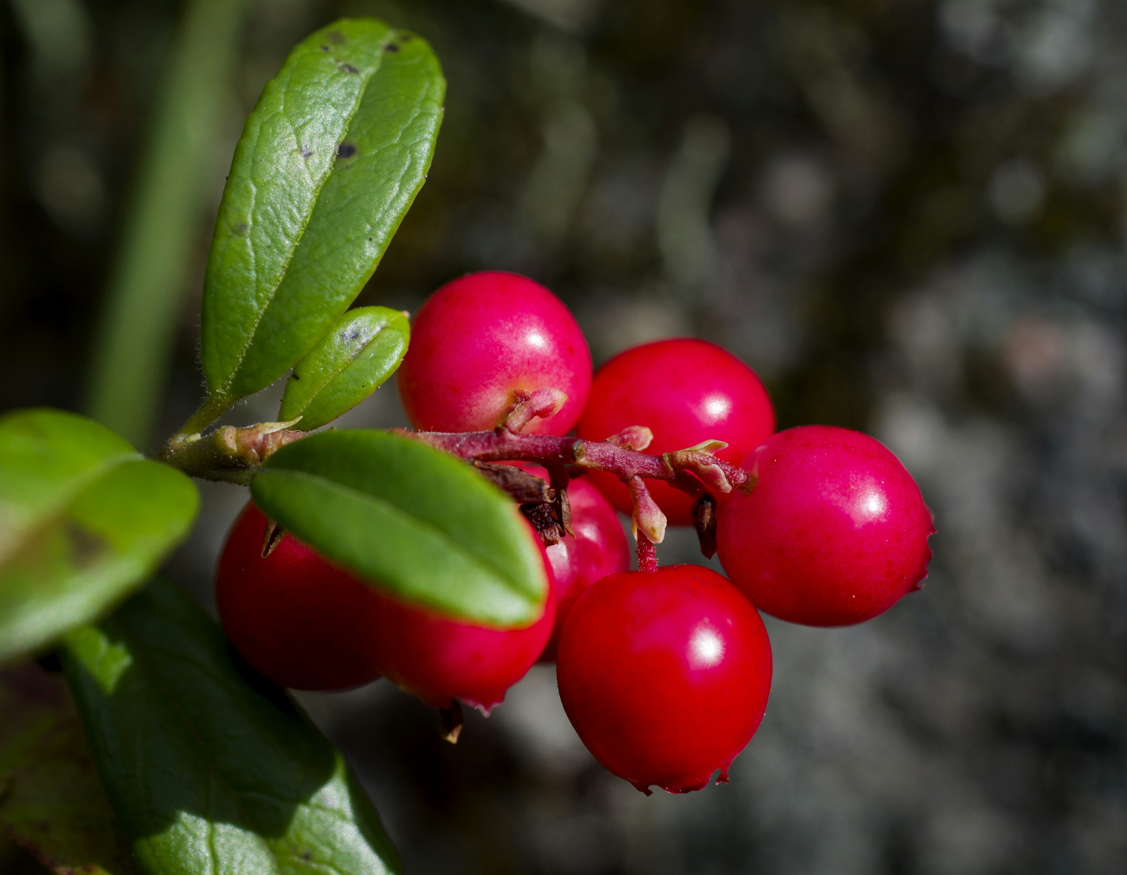 A closeup of a bunch of lingonberries; Finland autumn