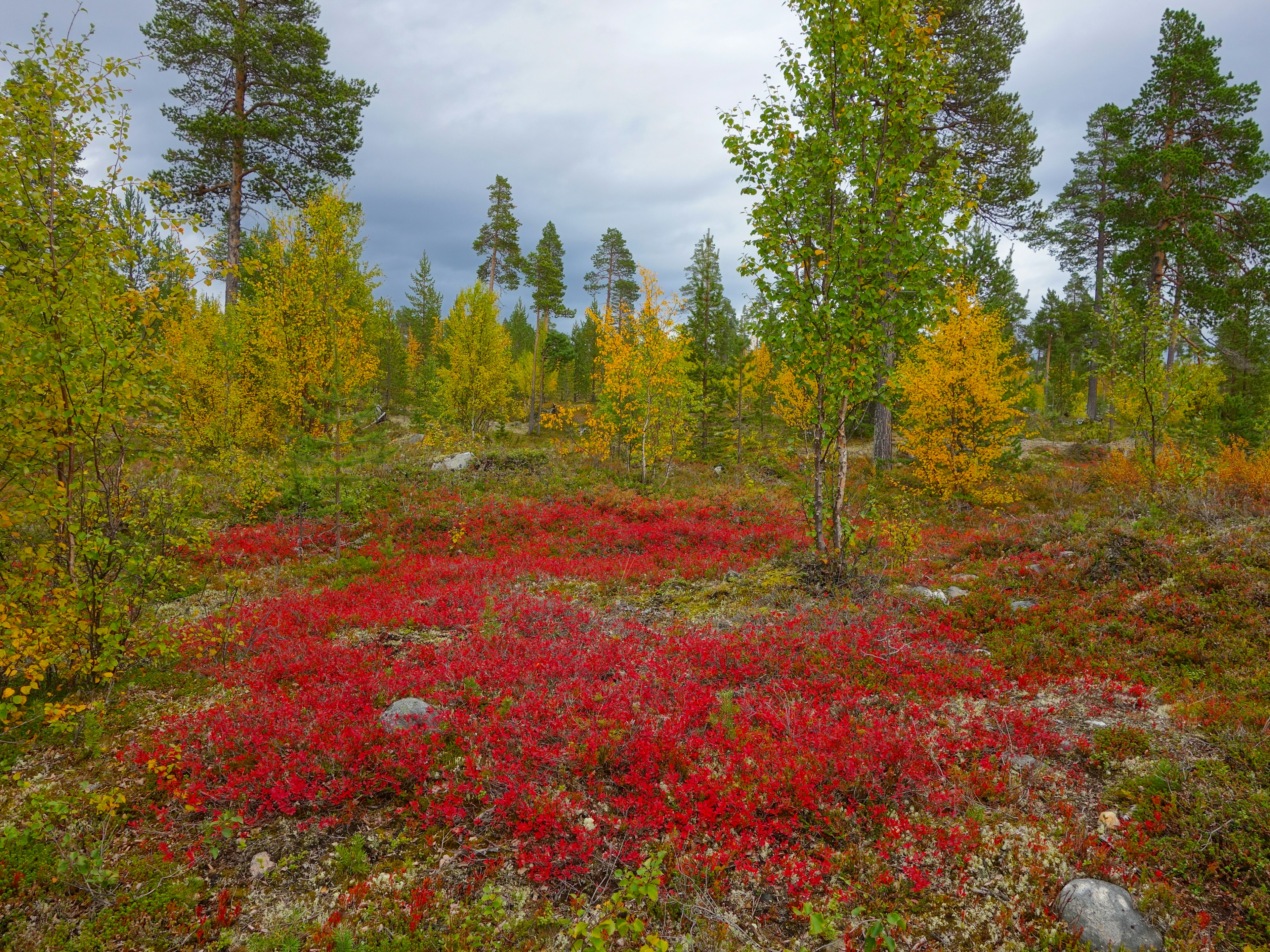 A pop of red flowers carpets the forest floor as green leaves slowly transition to yellow in a forest in Finland in autumn