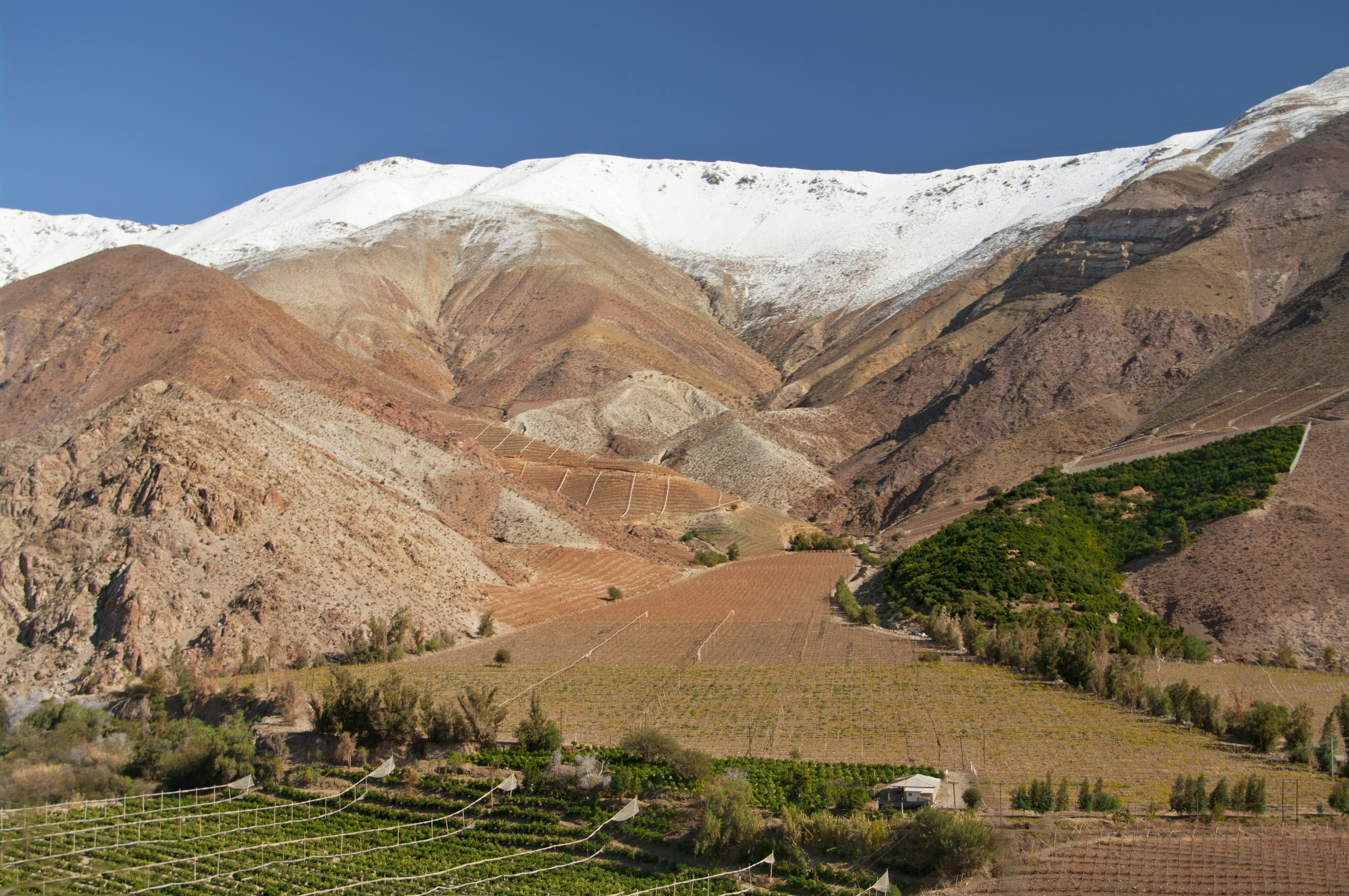 A valley floor covered in vineyards backing up to a snowcapped mountain range.