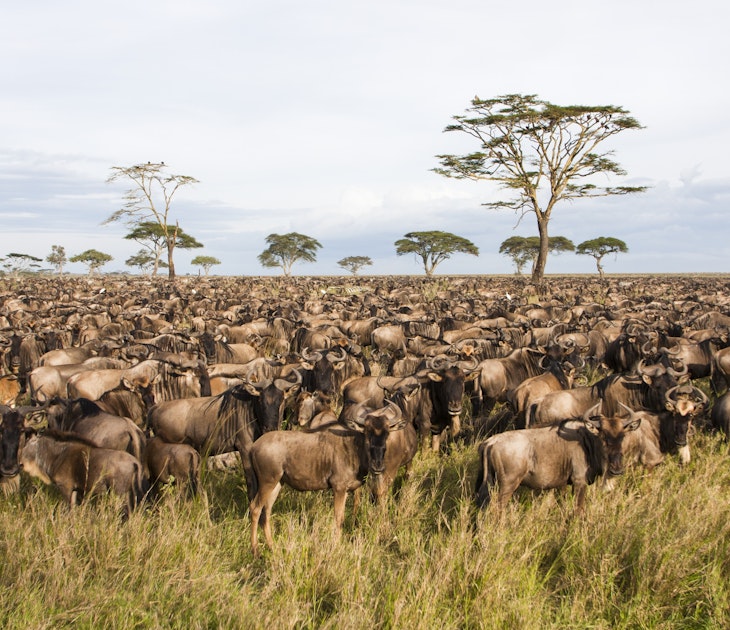 545860943
Abundance; Africa; African; Animal; Animal Migration; Animal Themes; Biodiversity; Biology; Blue Wildebeest; Large Group Of Animals; Outdoors; Tanzania; Animal Wildlife; Animals In The Wild; No People; Color Image; Day; Horizontal; Mammal; Photography; Safari; Safari Animals; Science; Serengeti; Serengeti National Park; Wild; Zebra; Natural; Nature;
Blue Wildebeest Connochaetes taurinus in Serengeti.