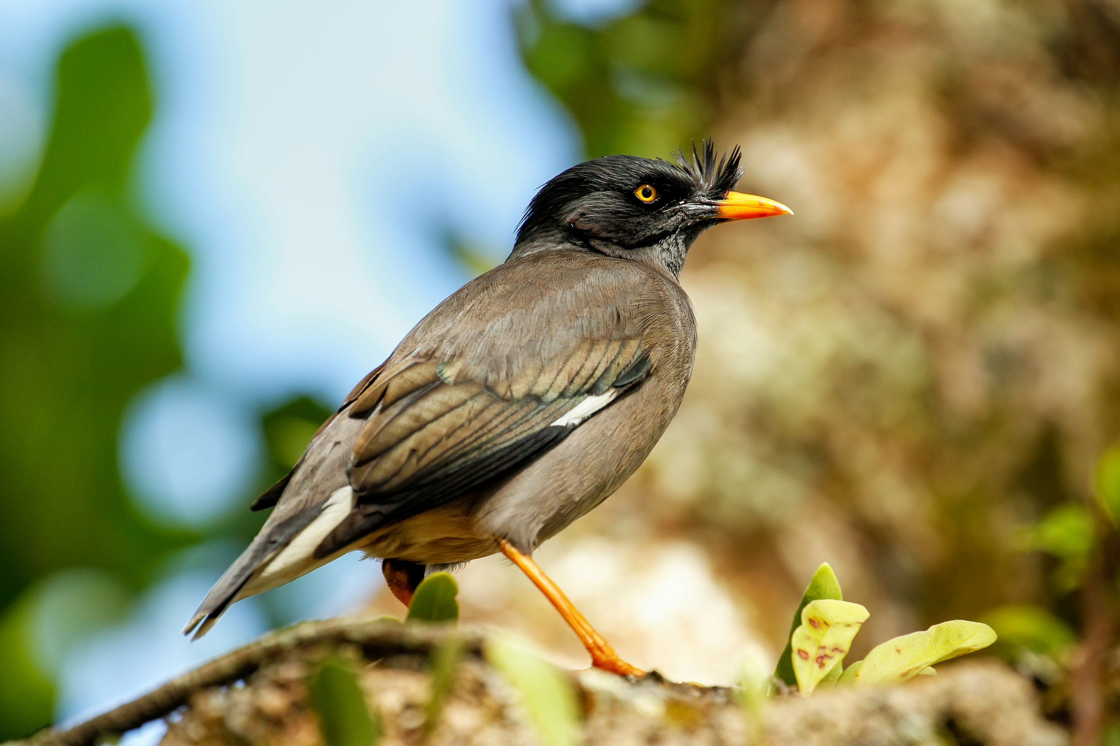 Jungle myna (Acridotheres fuscus) sitting on a tree on Taveuni Island, Fiji.