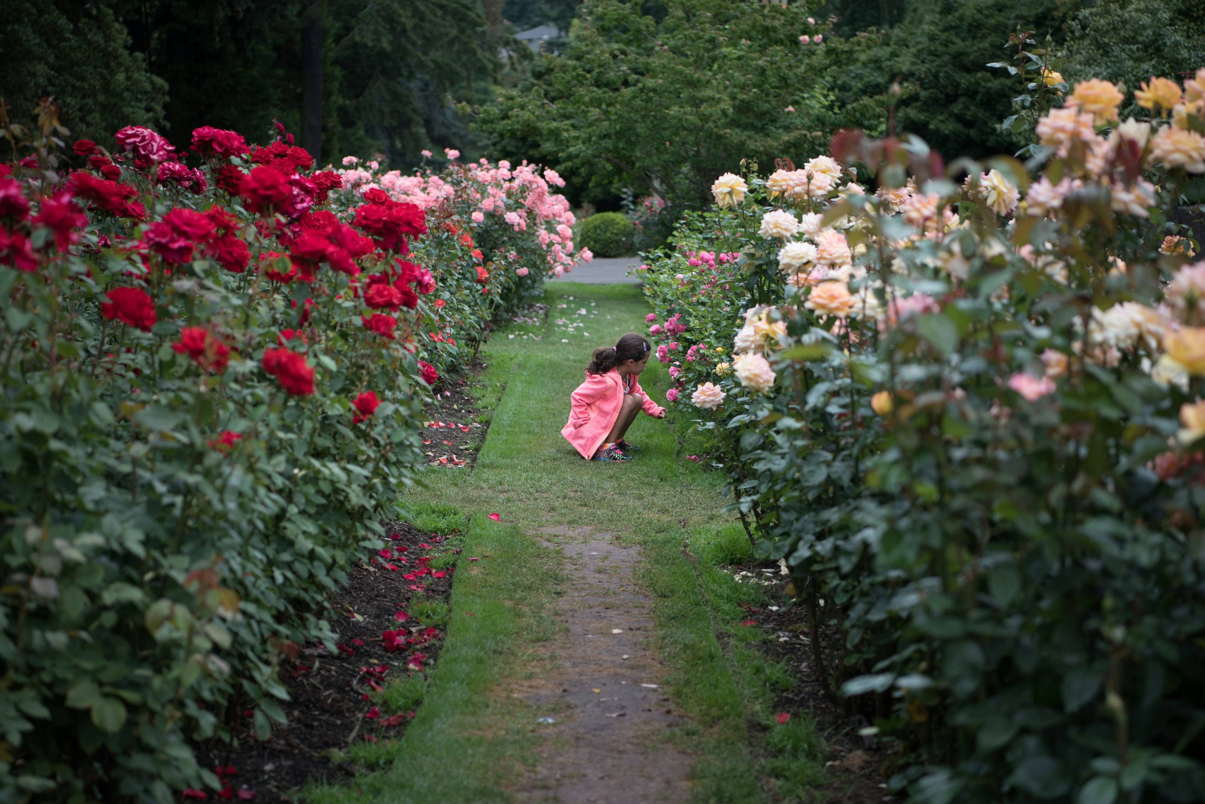 A girl examines the blooms of red, cream and yellow rose bushes at the International Rose Test Garden, Portland, Oregon, USA