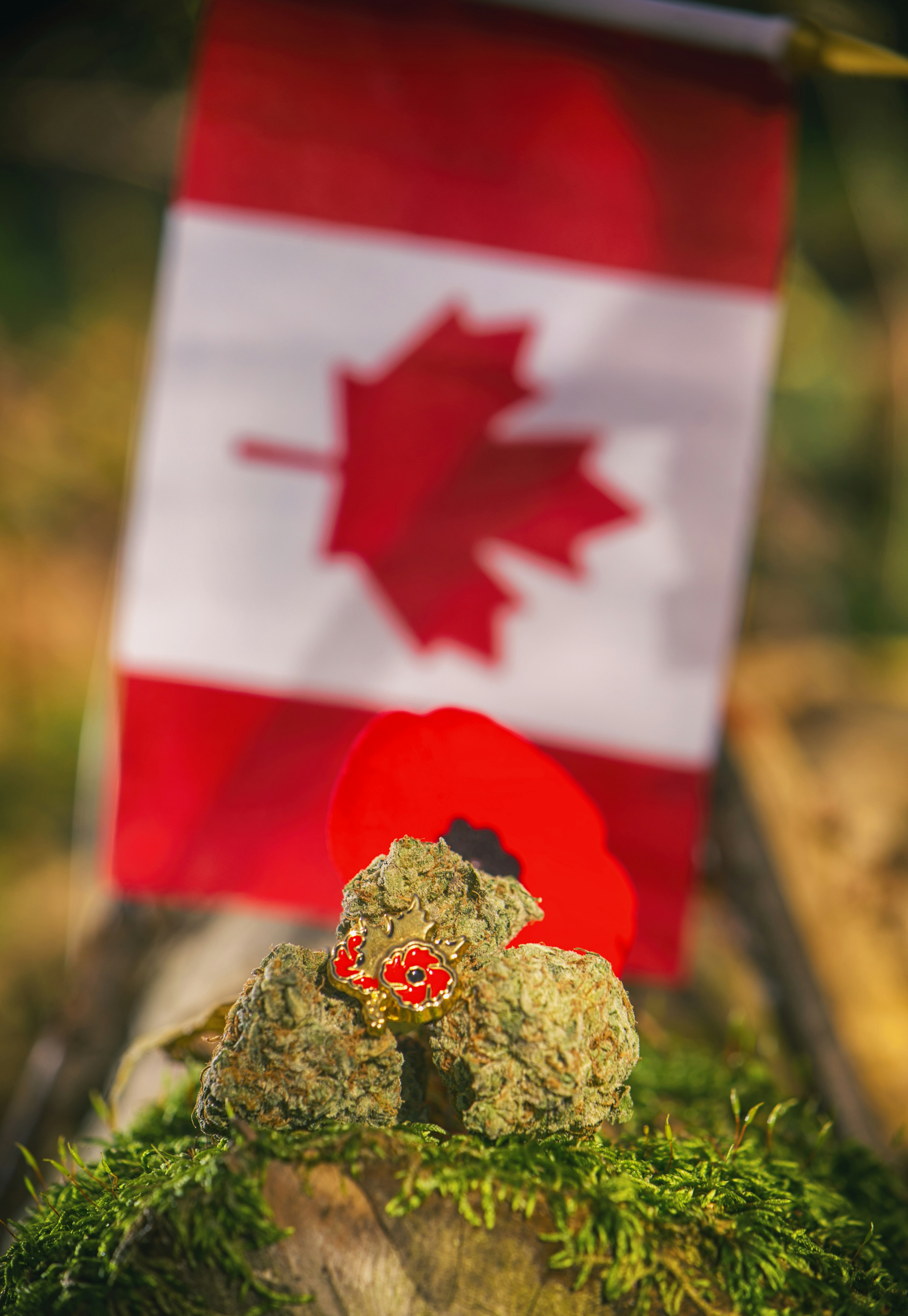 Cannabis buds are arranged in front of a Canadian flag