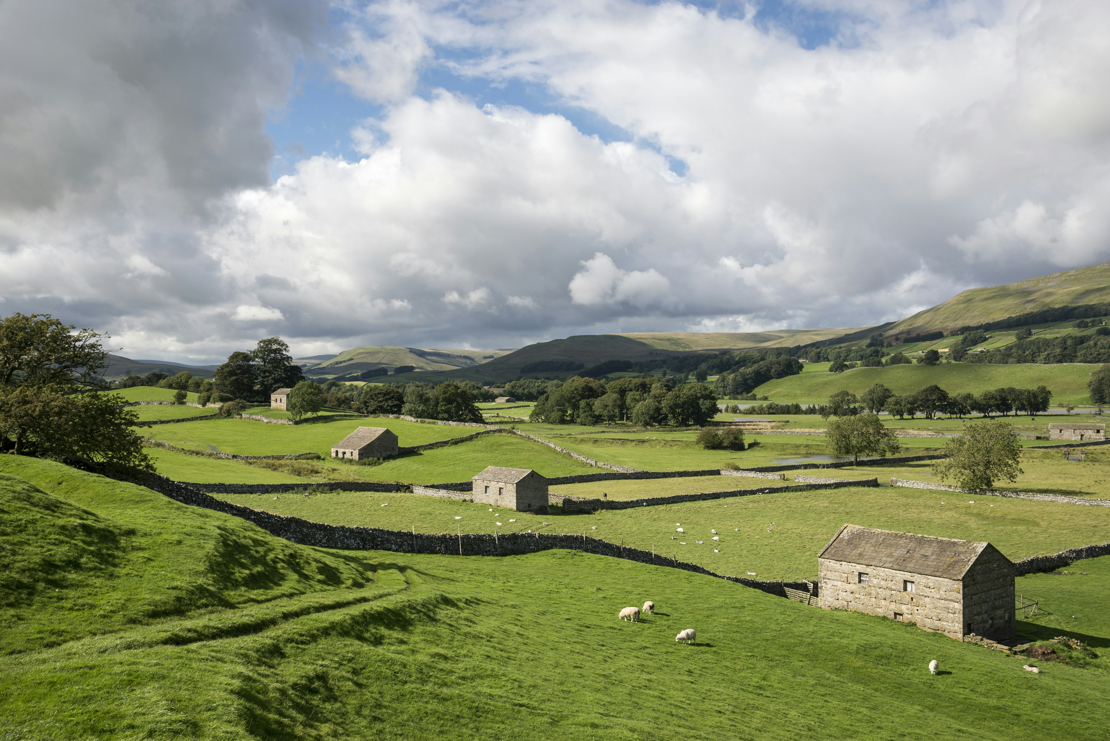 Lush rolling green hills with sheep near Aysgarth in the Yorkshire Dales. .