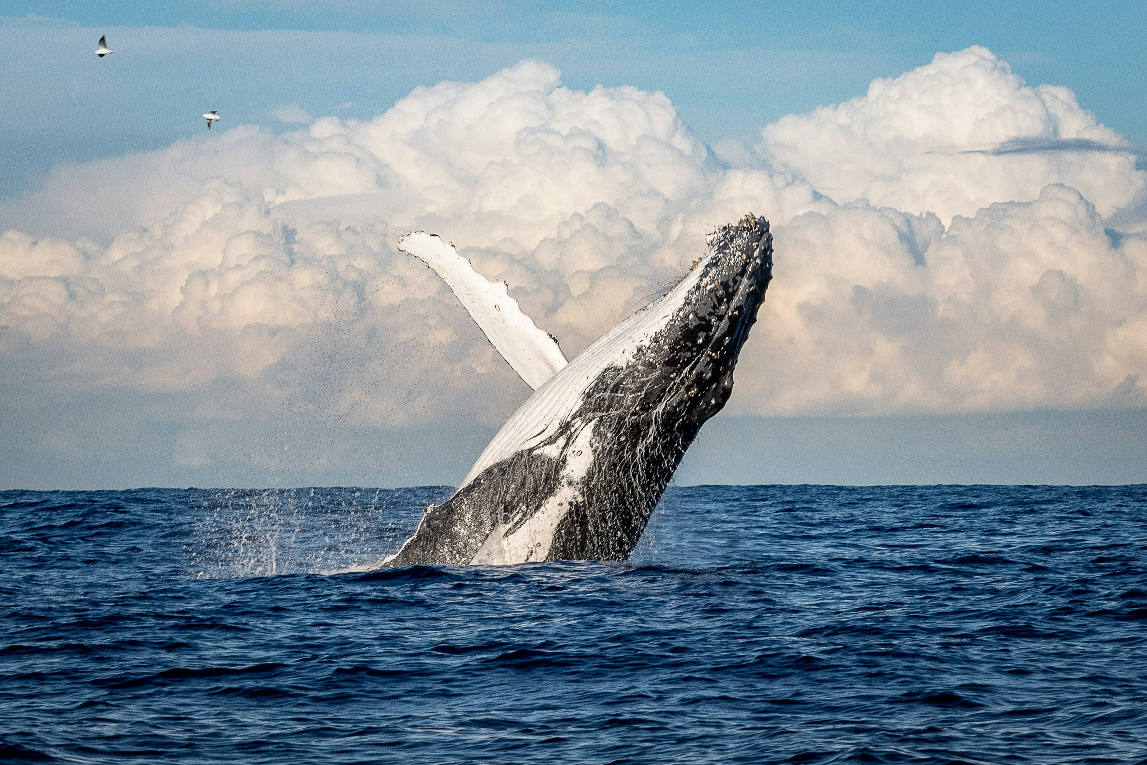 Humpback whale breaching off the coast, against a dramatic cloudy sky