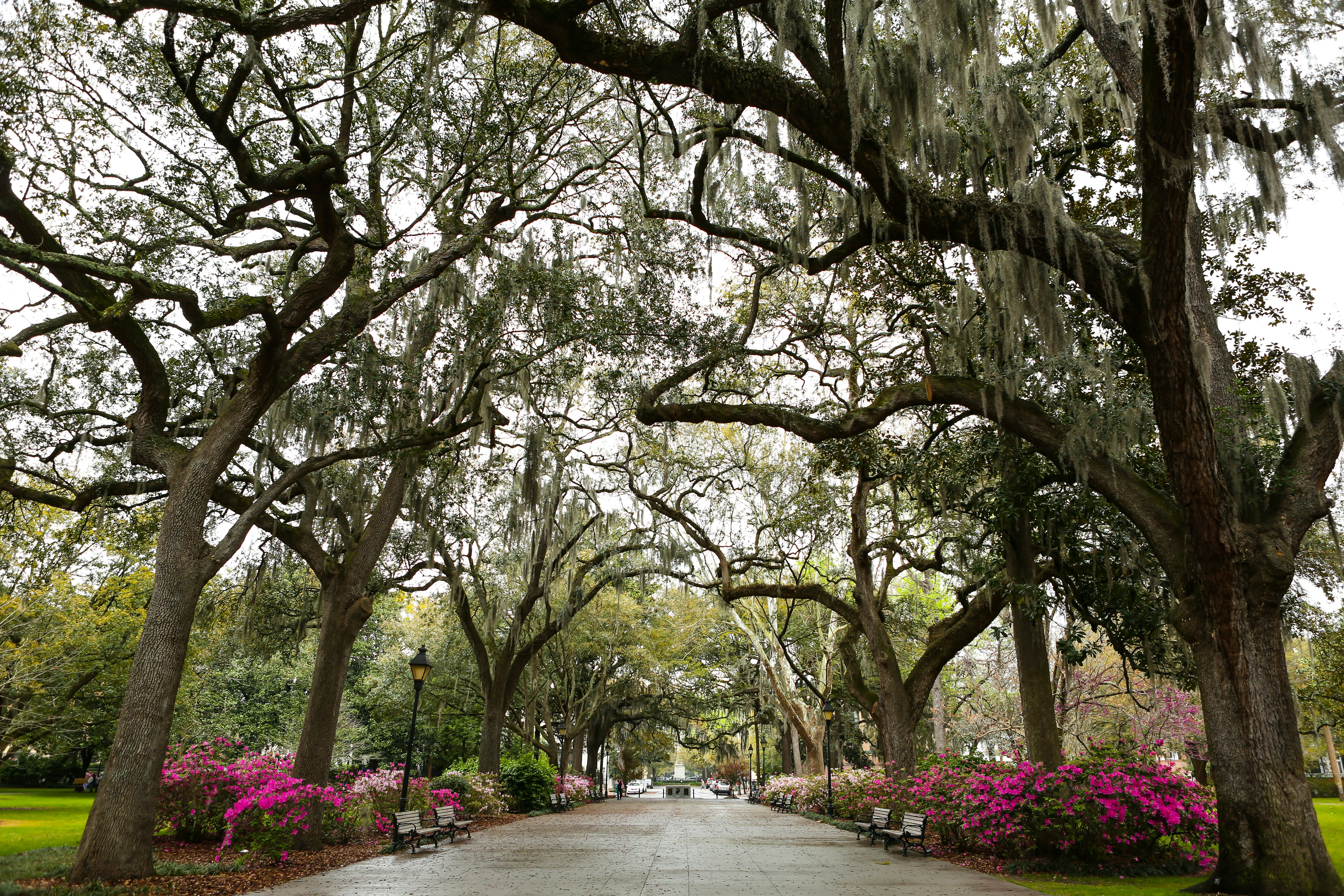 Live oak trees and Spanish moss at Forsyth Park.