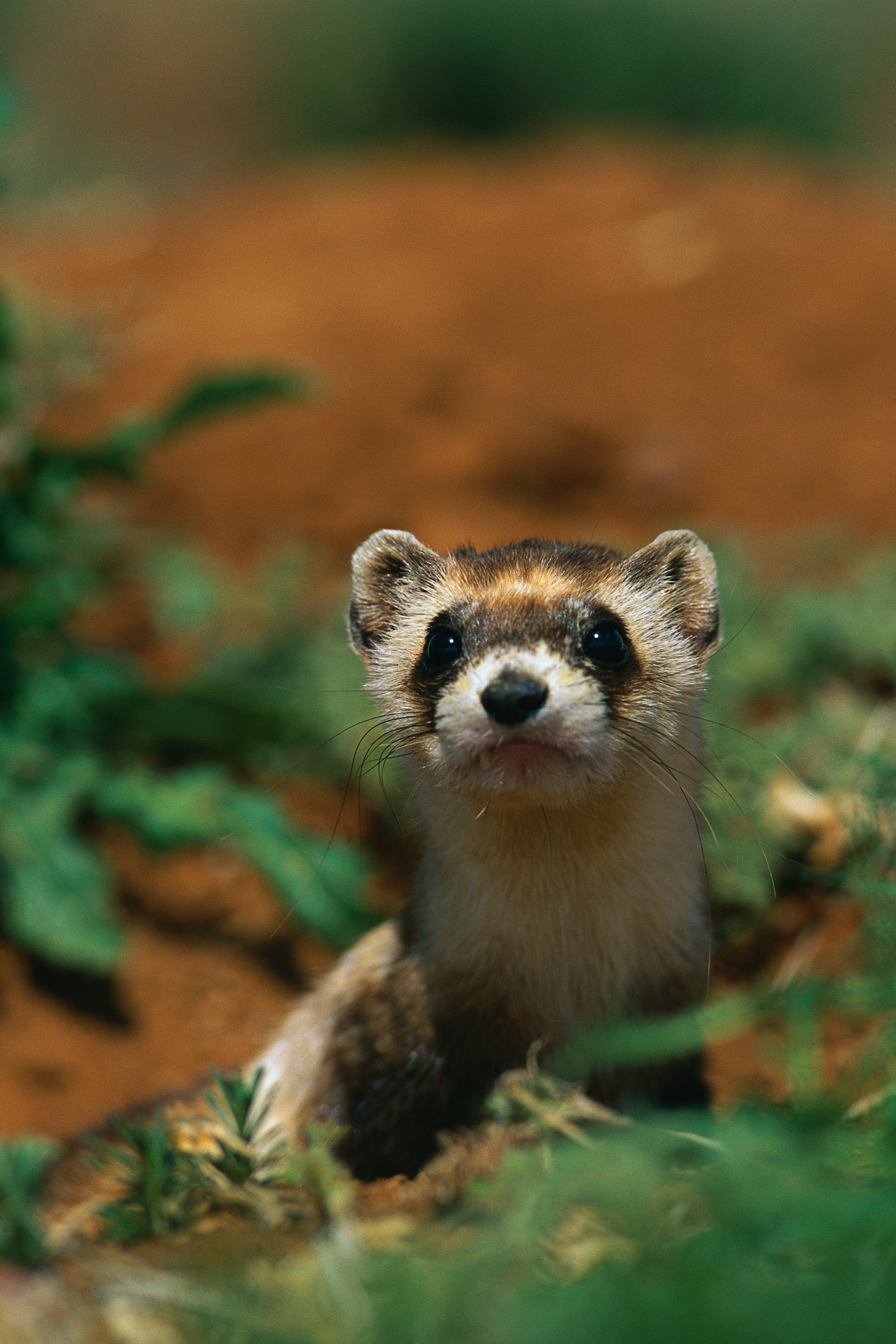 A weasel-like creature looks up from dense undergrowth