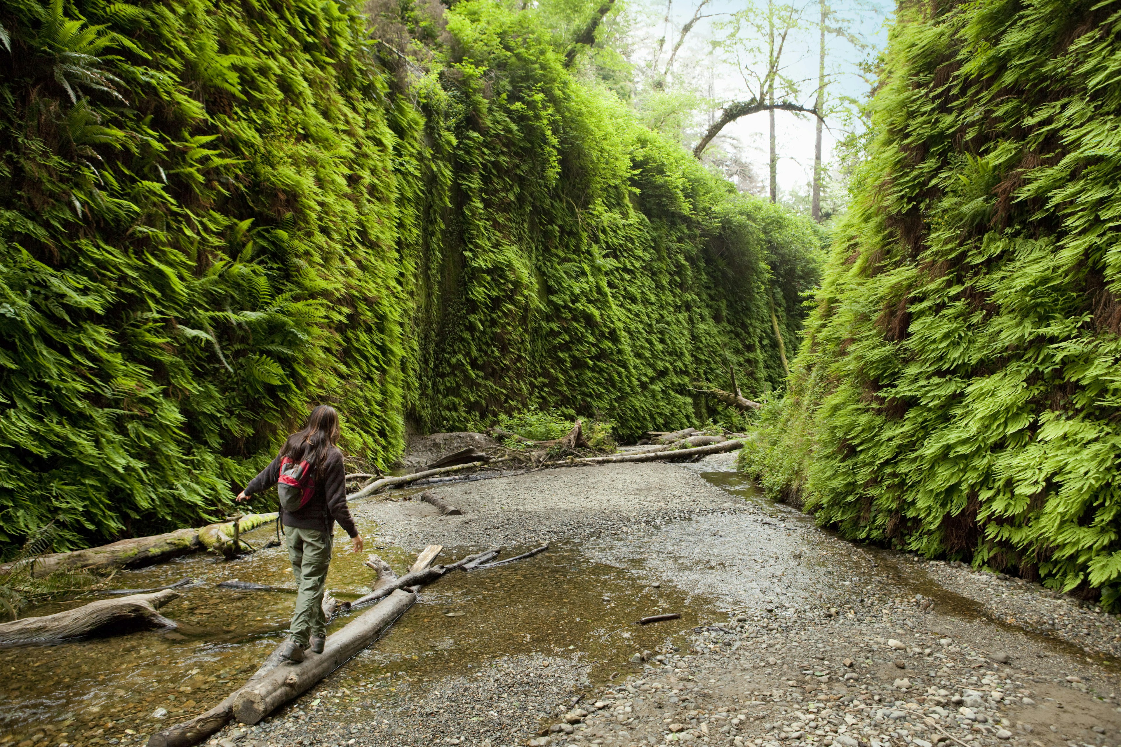 Hiker walking along Fern Canyon in Prairie Creek Redwood State Park.