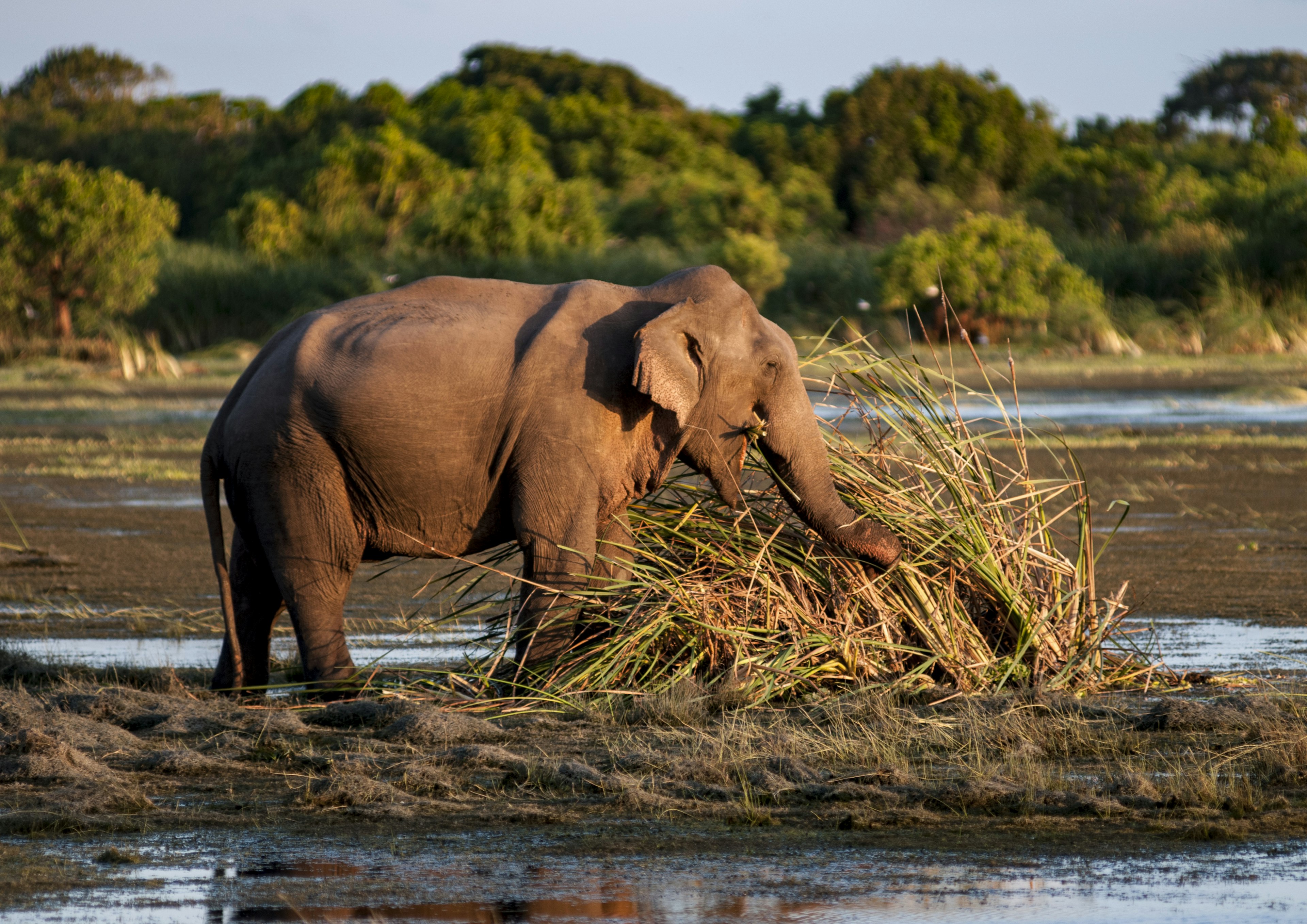 Wild elephants roam the jungles and marshes of Kumana National Park