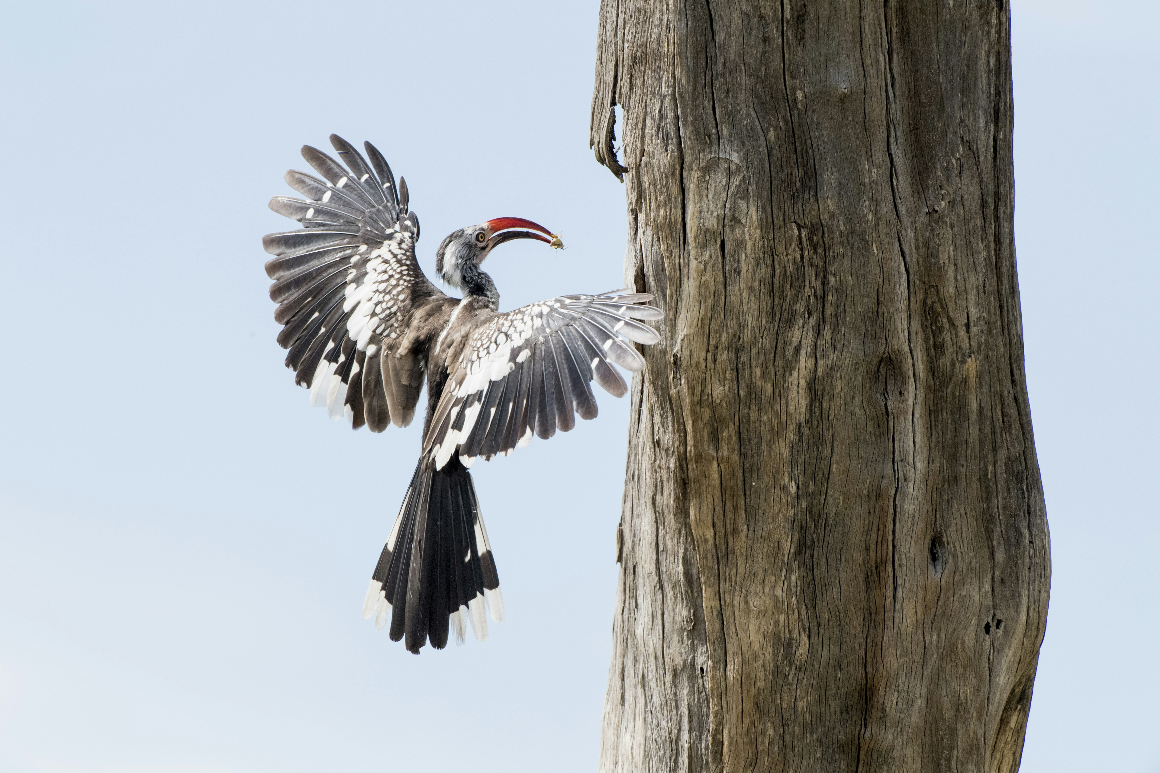 Red-billed hornbill, Tockus erythrorhynchus, South Luangwa National Park, Zambia