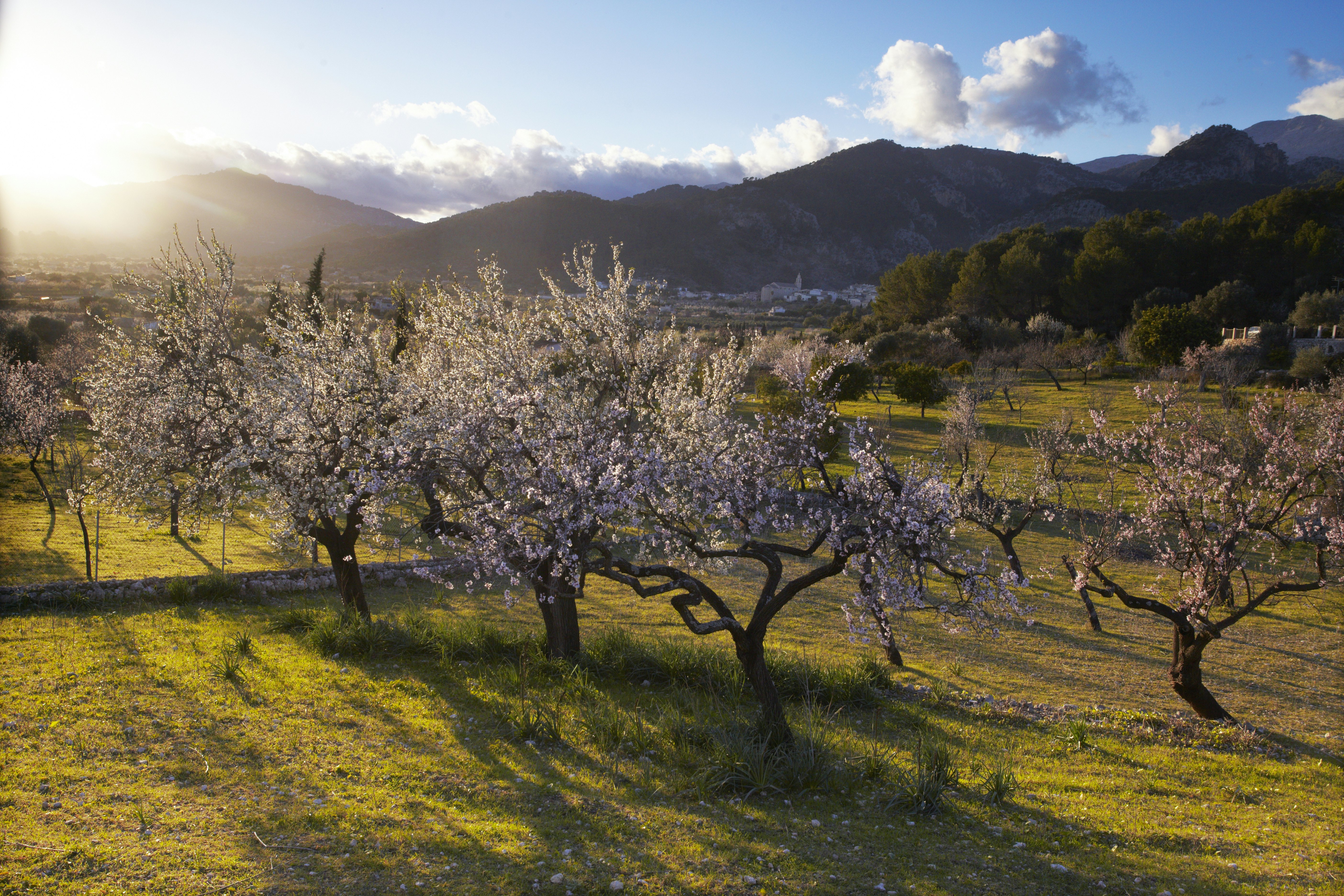 White blossoms bloom on almond trees in a green field with hills in the background