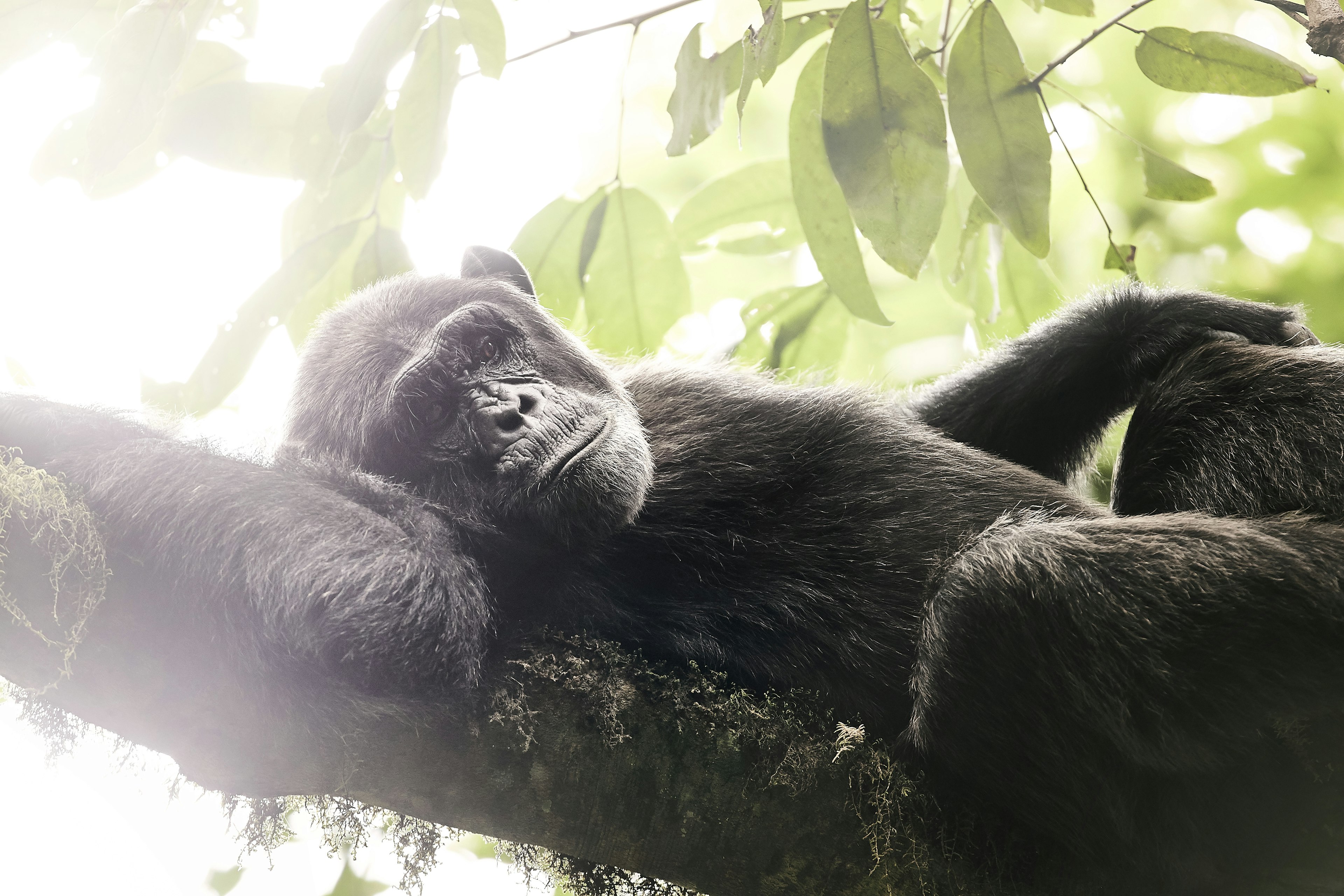 Male chimpanzee relaxing in the branches of a tree, Kibale Forest National Park.