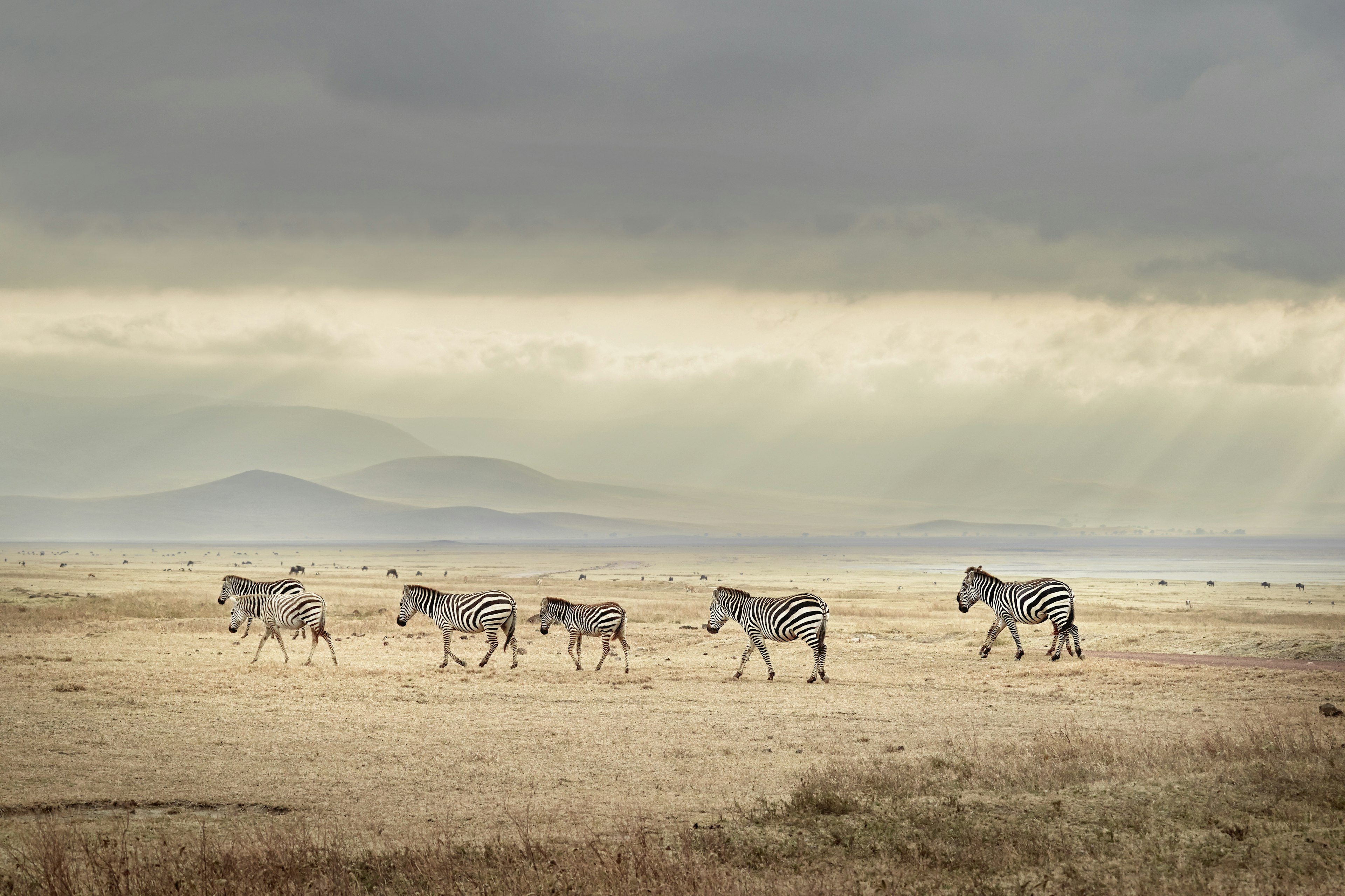 Herd of zebra on the flat grasslands of Ngorongoro Crater.