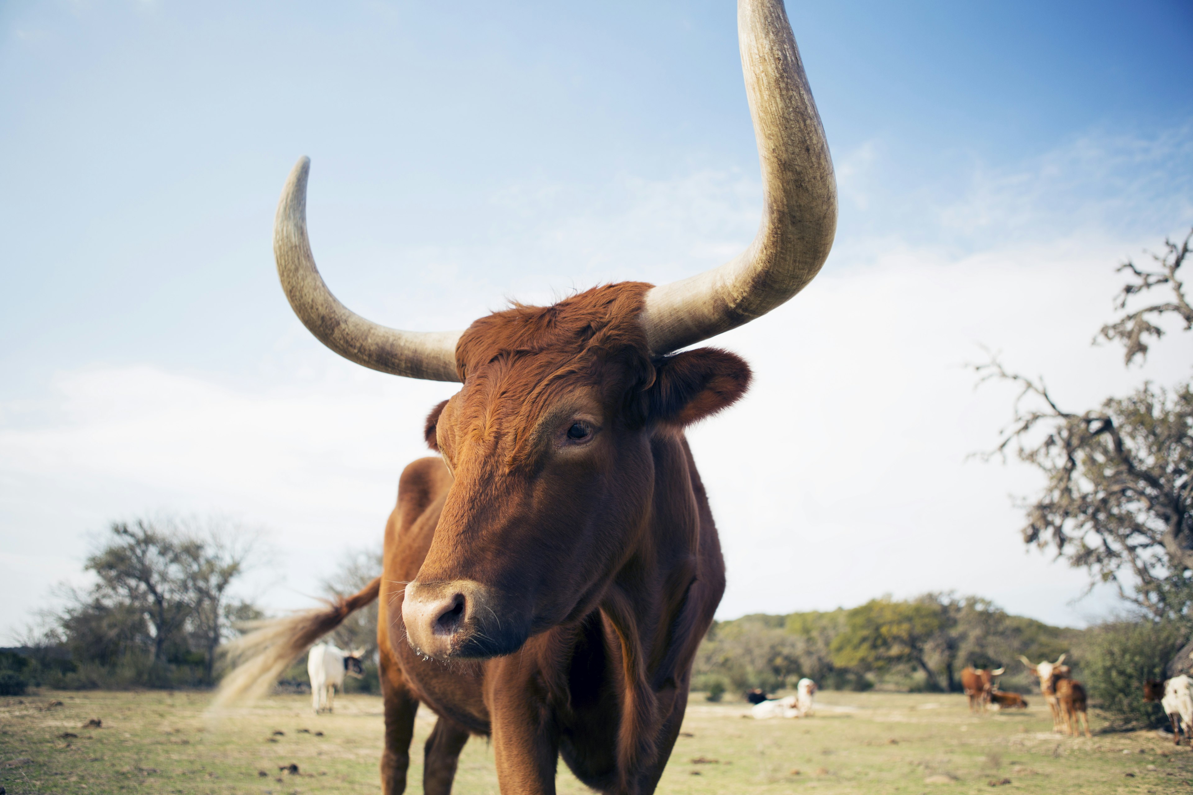 Longhorn cattle at Dixie Dude Ranch in Bandera, Texas.