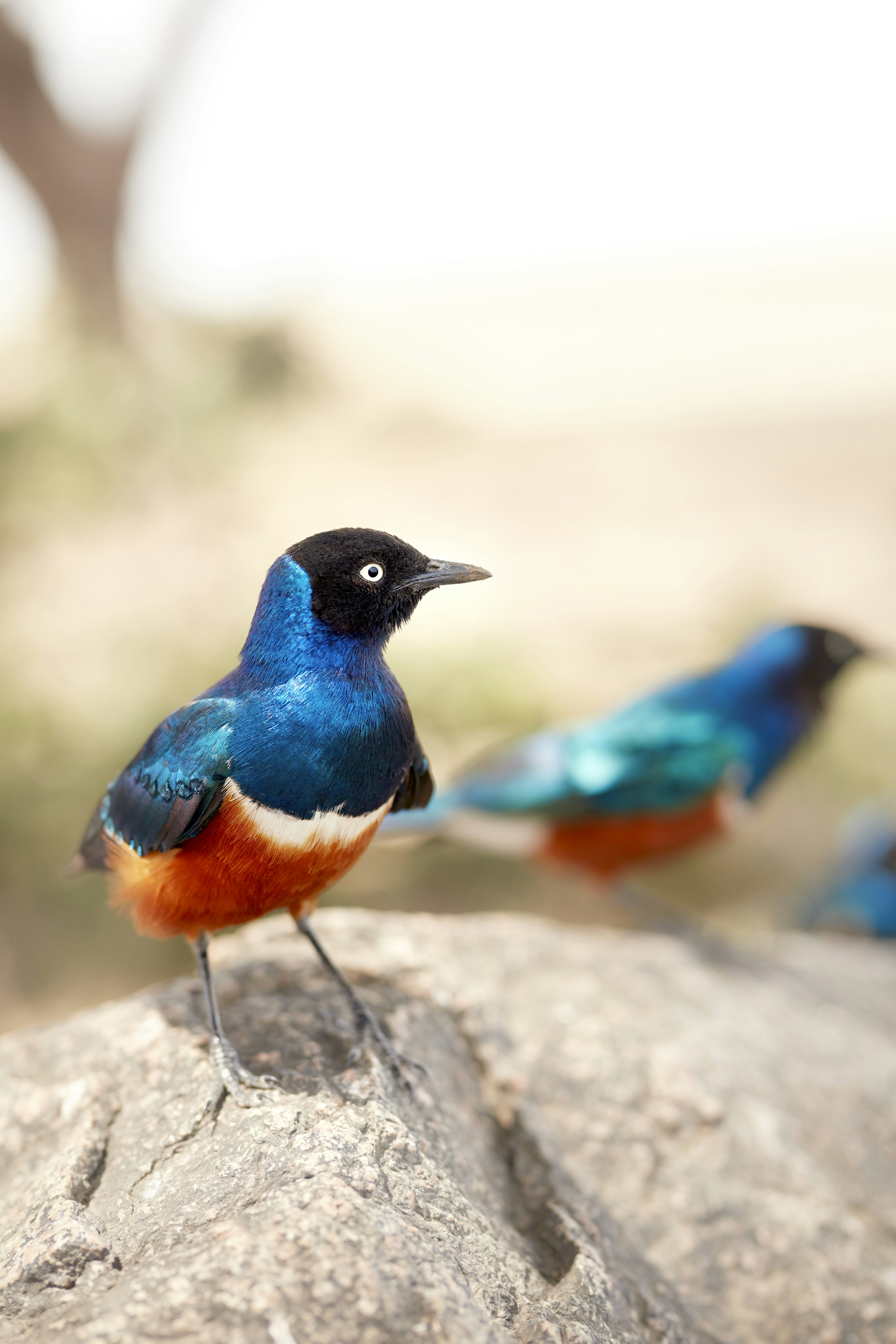 Two superb starlings standing on a rock; they have black heads, white eyes, iridescent blue shoulders and wings, and reddish-brown bodies.