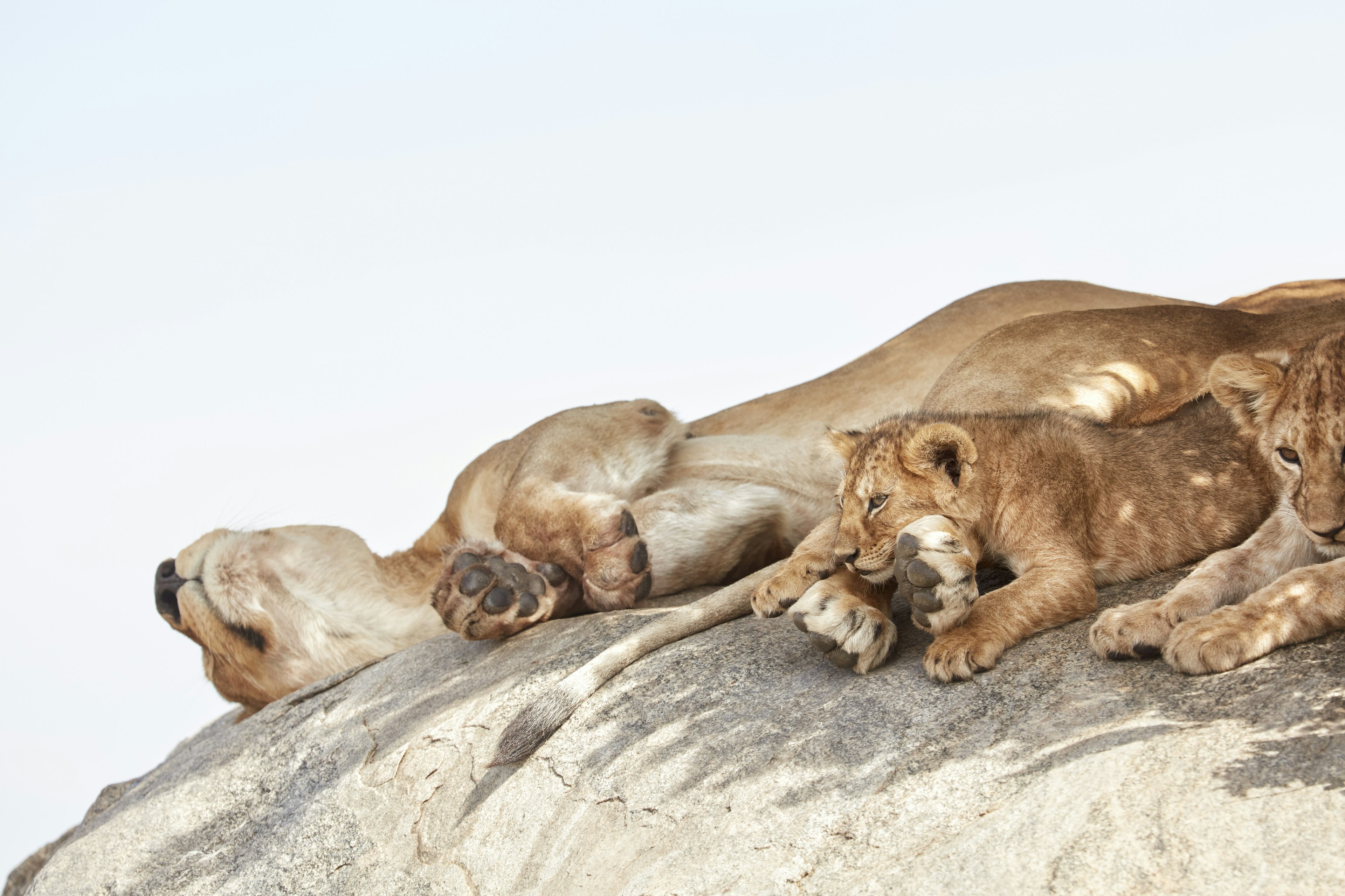 A lioness rests with her cubs on a granite boulder, or ‘kopje’.