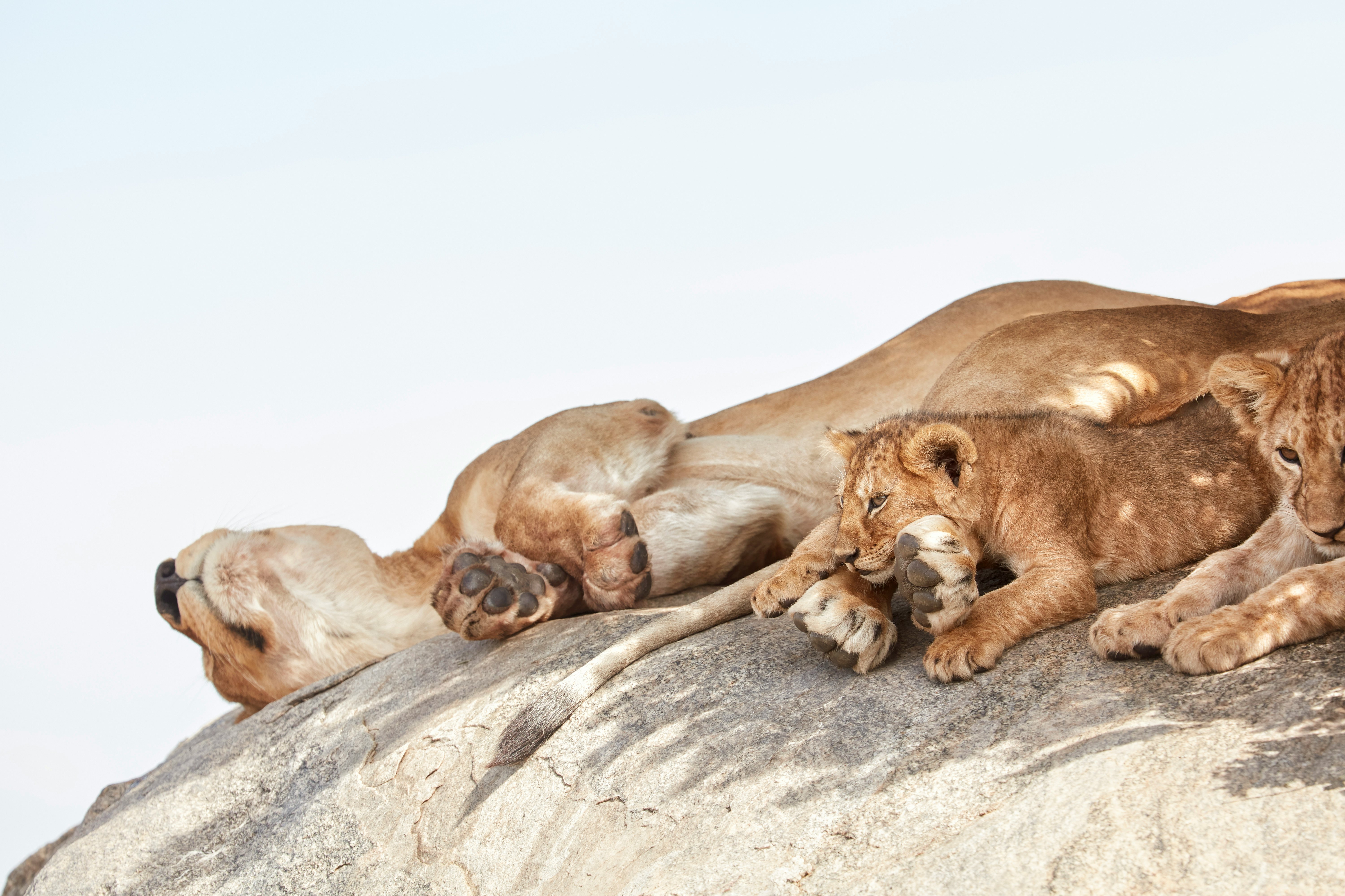 A lioness rests with her cubs on a granite boulder, or ‘kopje’.