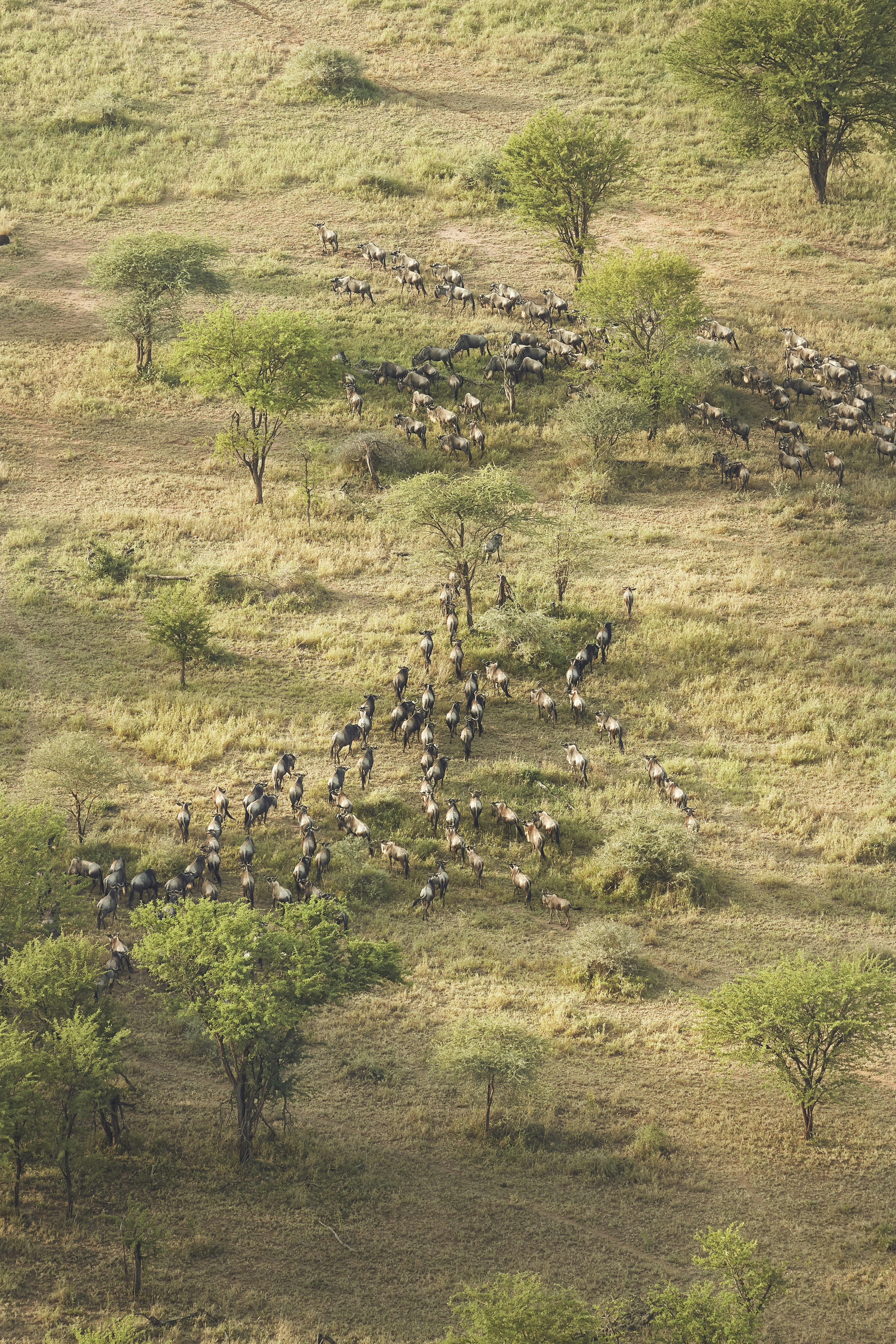 Wildebeest on their way to the Seronera River from a Serengeti Balloon Safari.