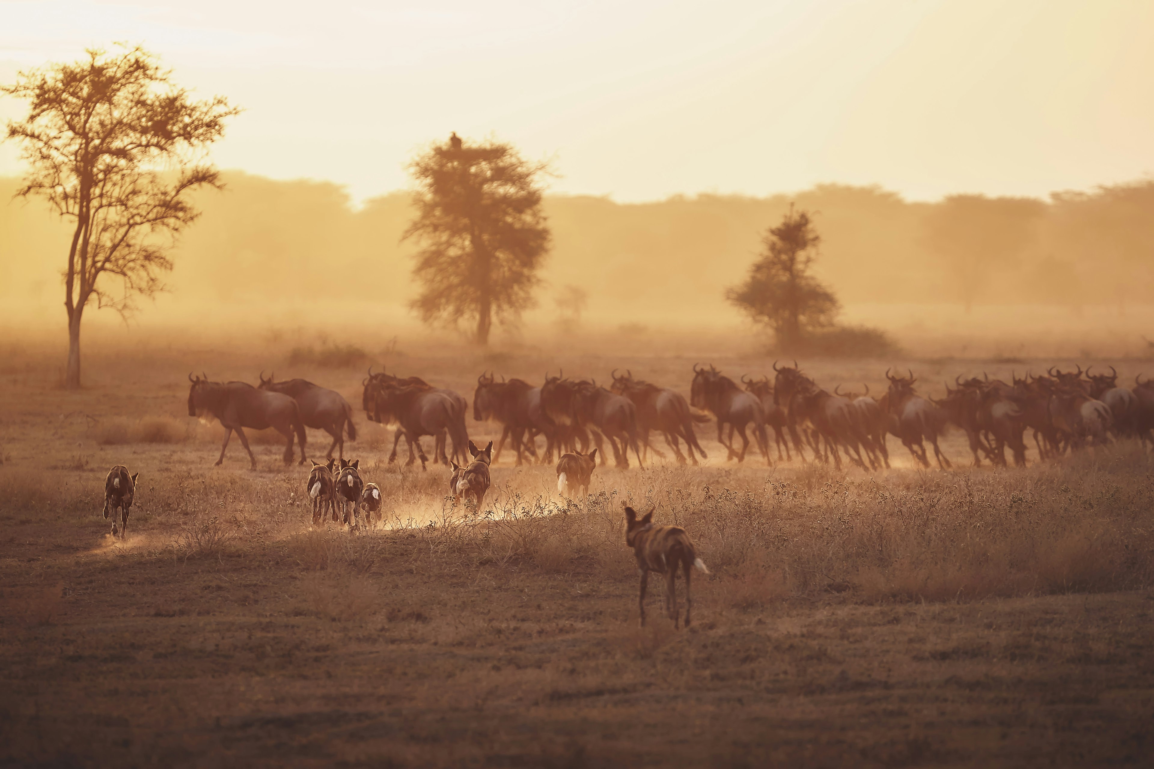 A pack of wild dogs (or 'painted dogs') run toward a herd of wildebeast.