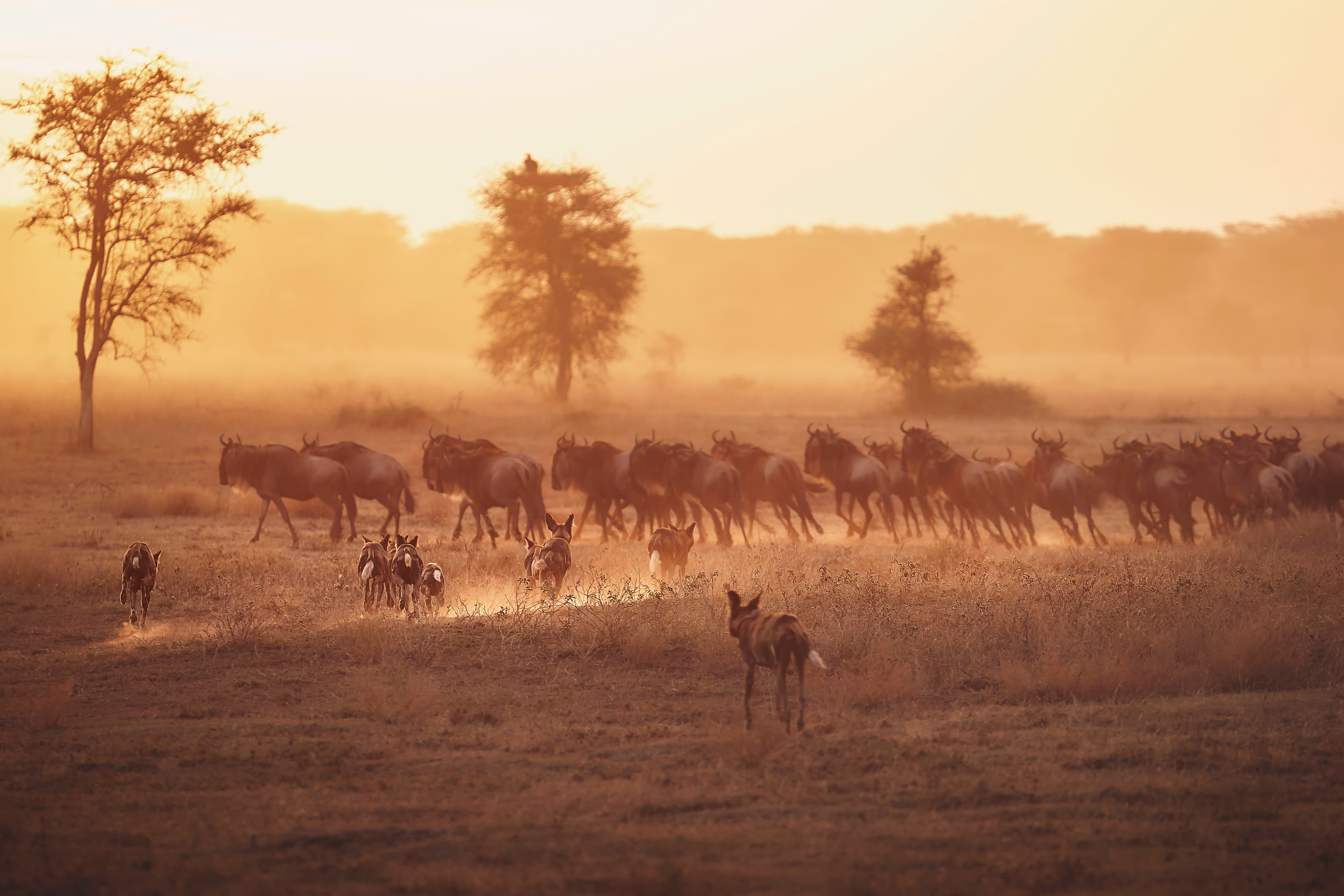 A pack of wild dogs run toward a herd of wildebeest in Tanzania.