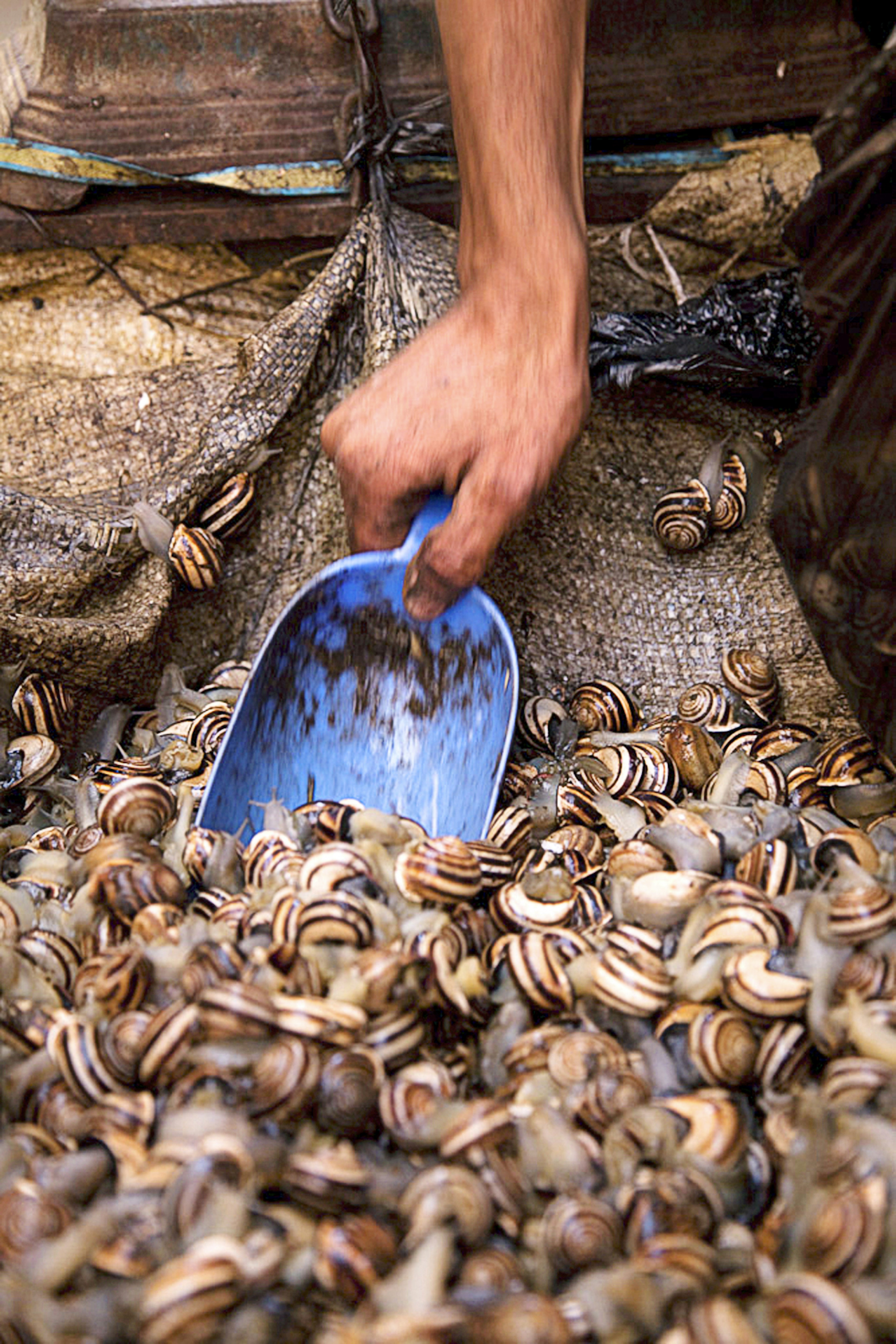 Snails being scooped up at a stall within the medina.