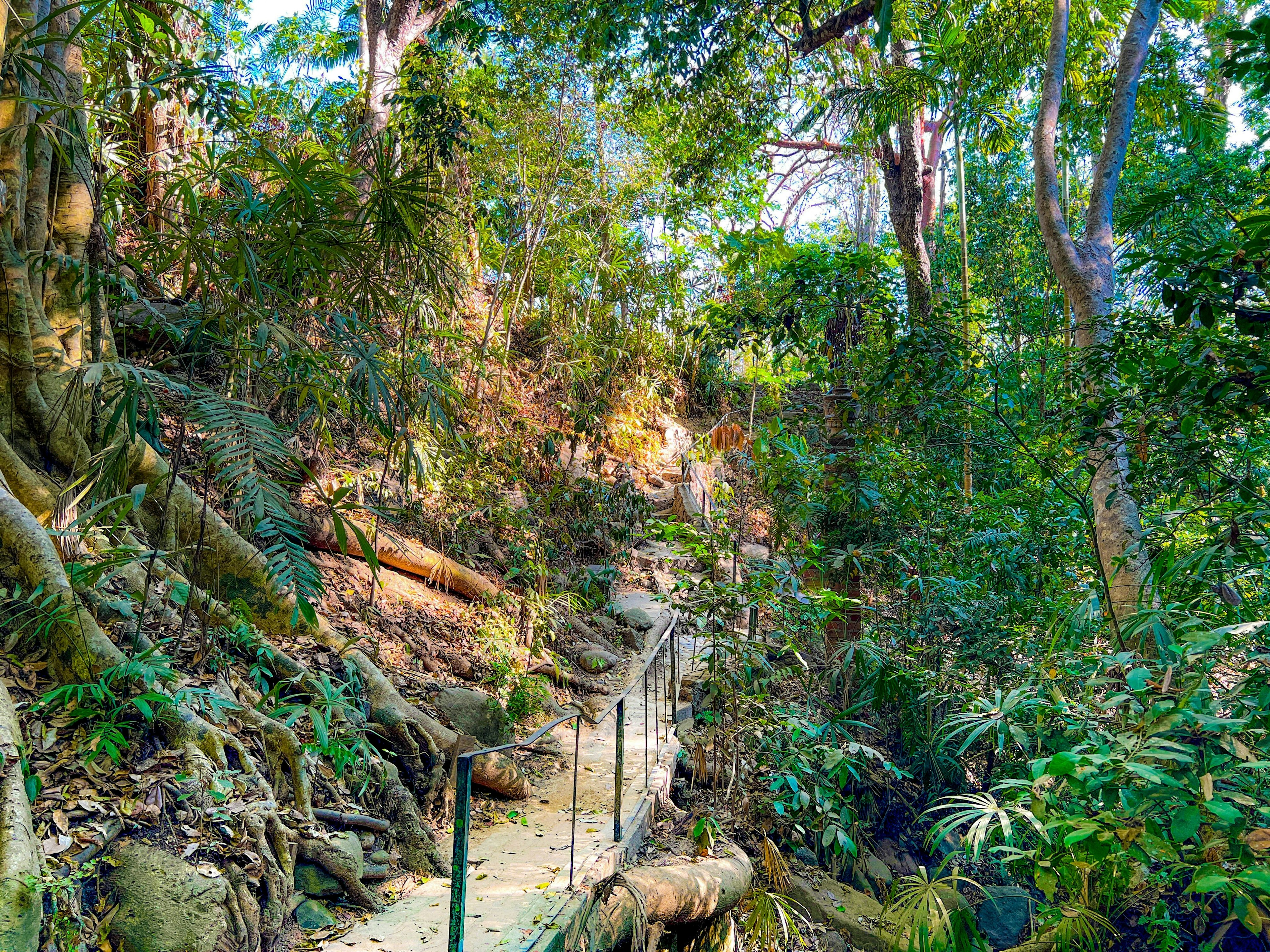 Pathway through the botanical gardens in Puerto Vallarta, Mexico.