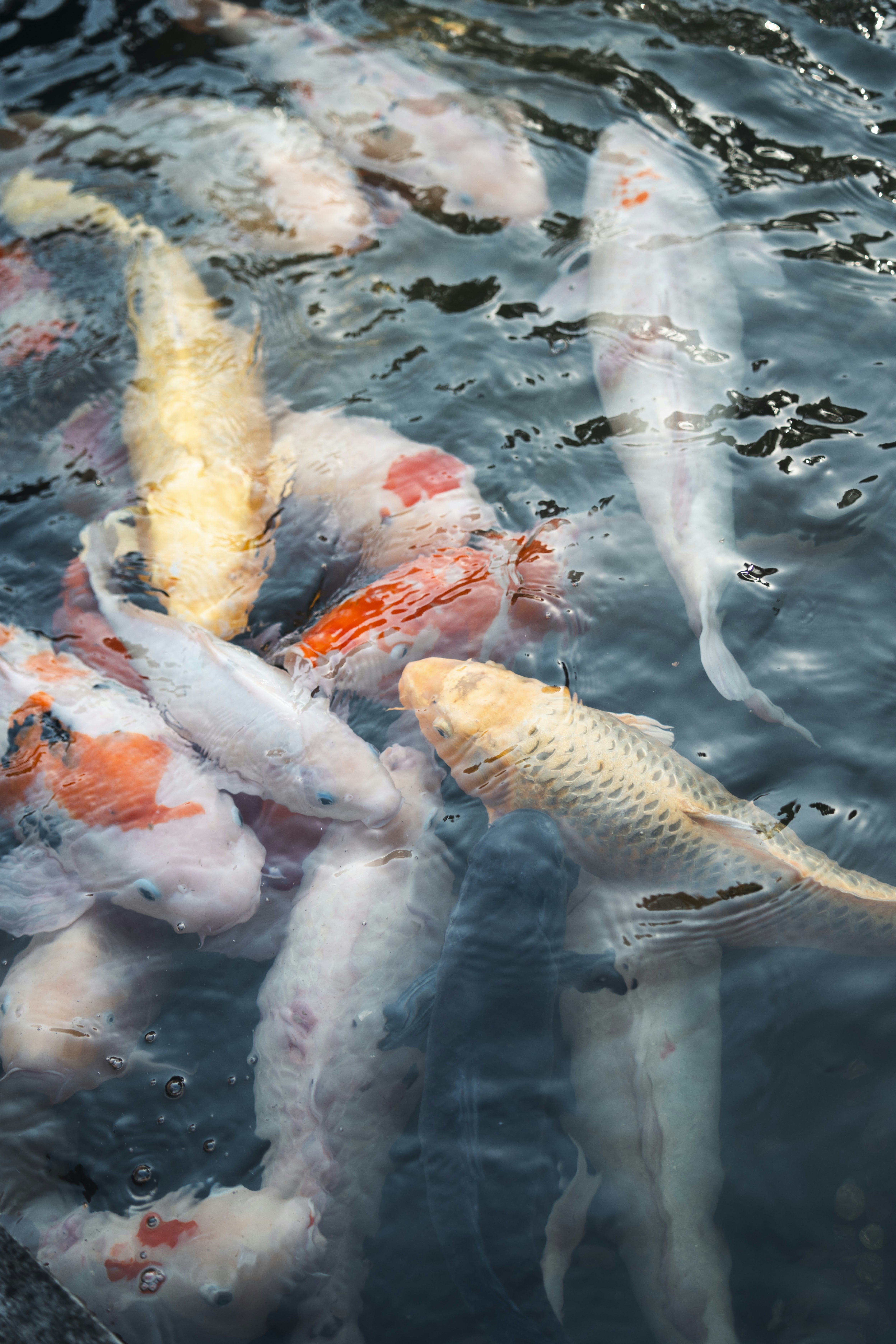 Koi fish at Ryōzen-ji temple. Masayuki Nakaya for Lonely Planet.