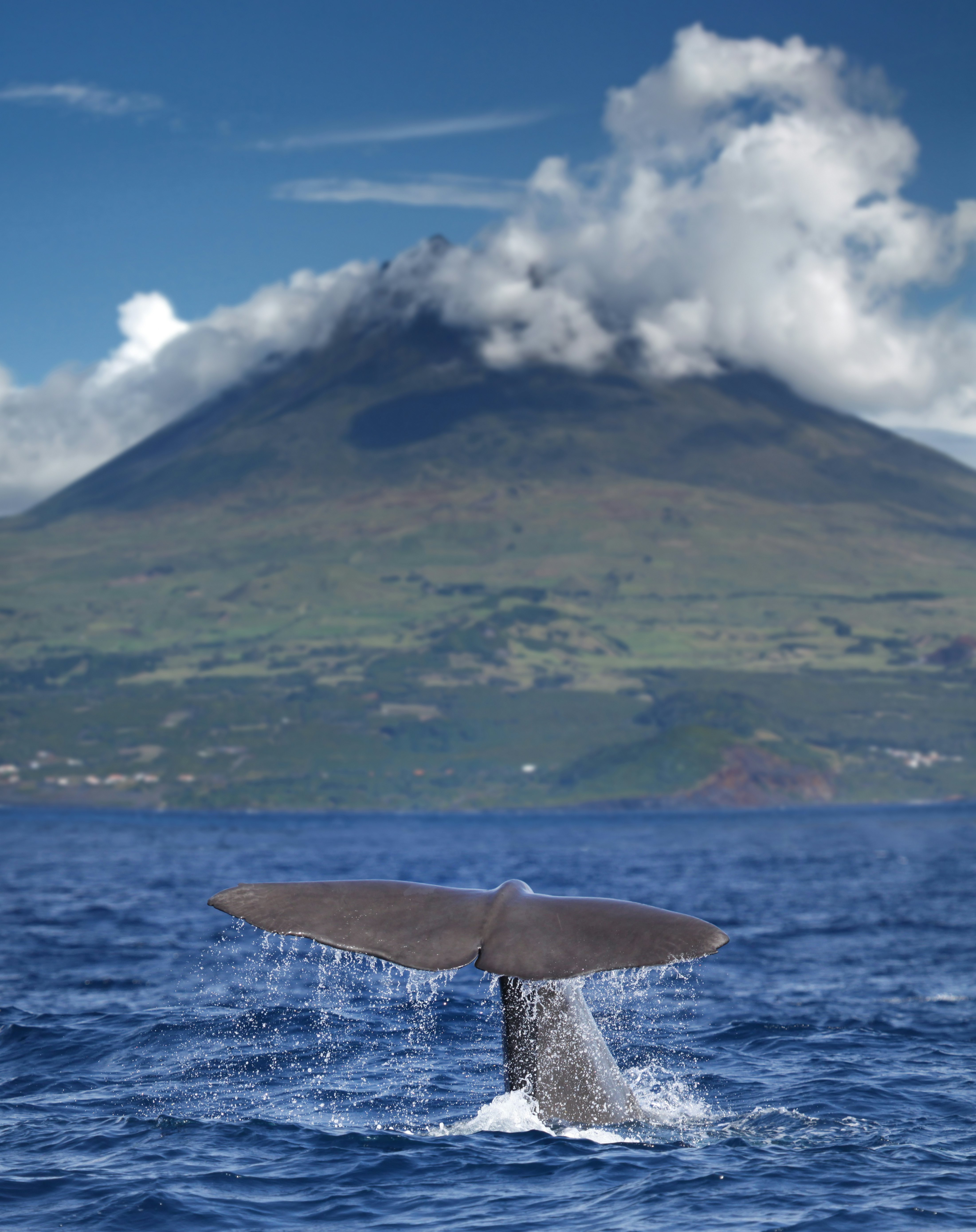 The tail of a sperm whale flicks up as the whale begins a deep dive in the ocean near a volcano.