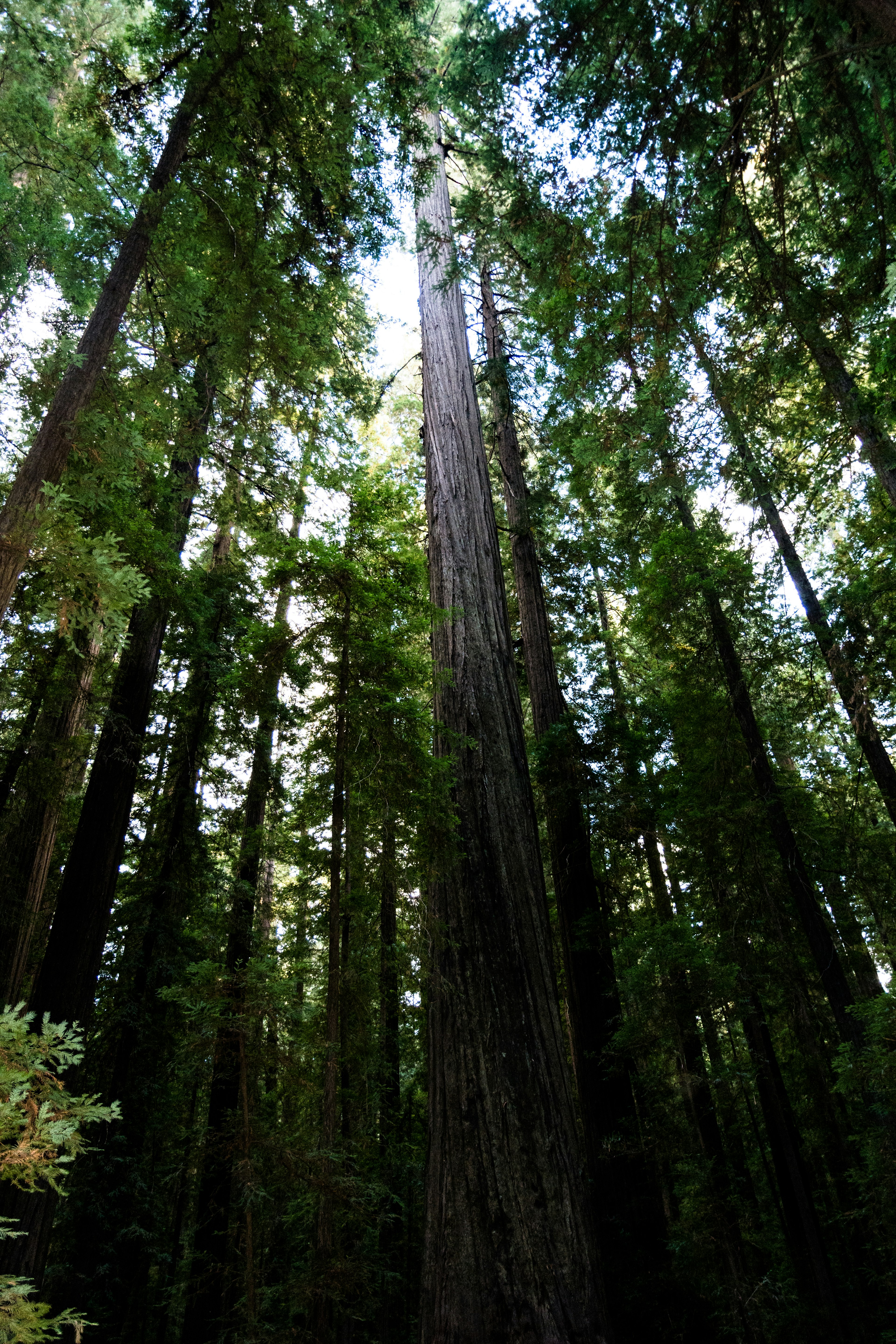 Avenue of the Giants, Founder's Grove, California.