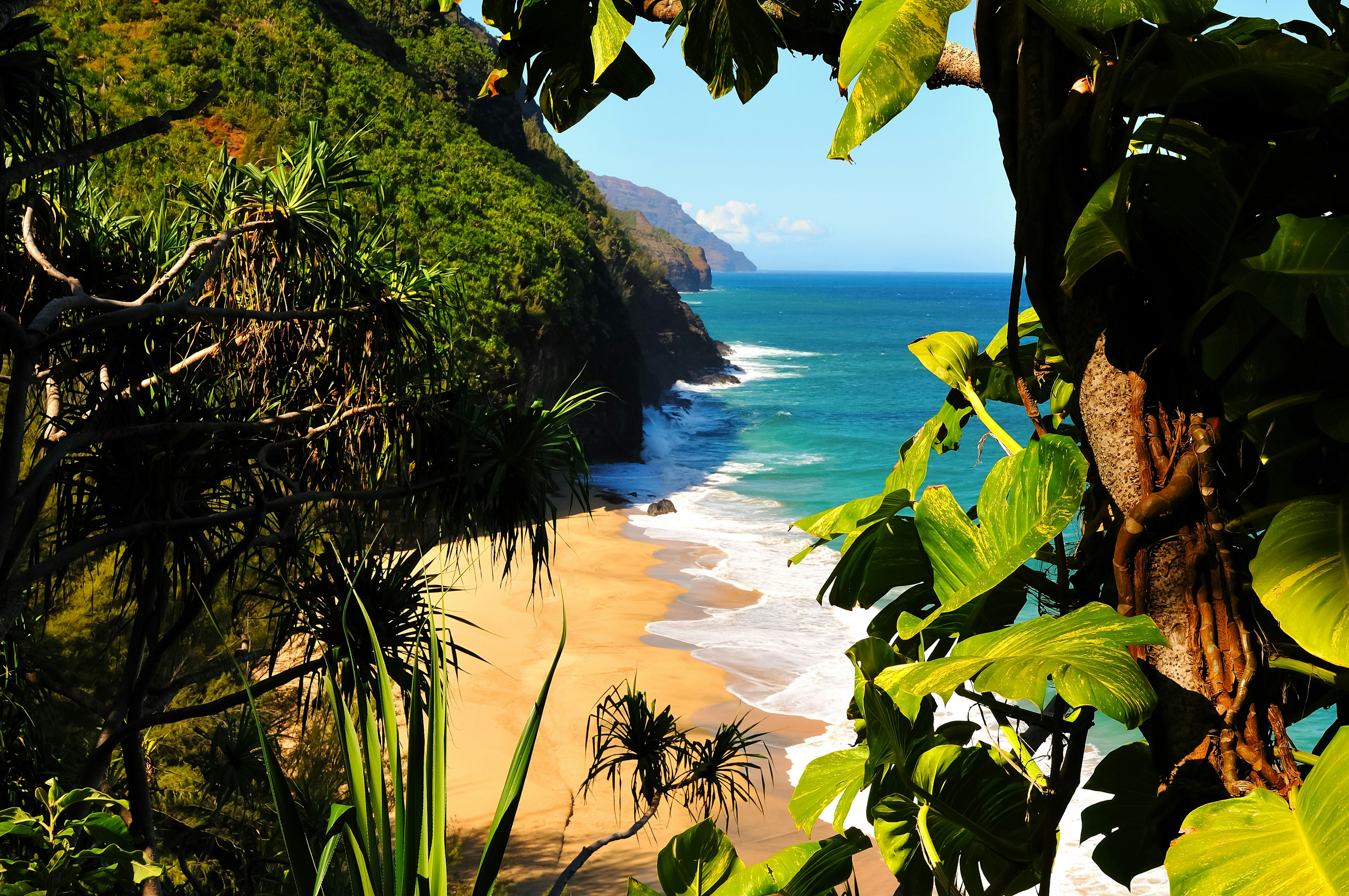 A view large verdant leaves through to an empty beach below, with verdant cliffs and the ocean beyond