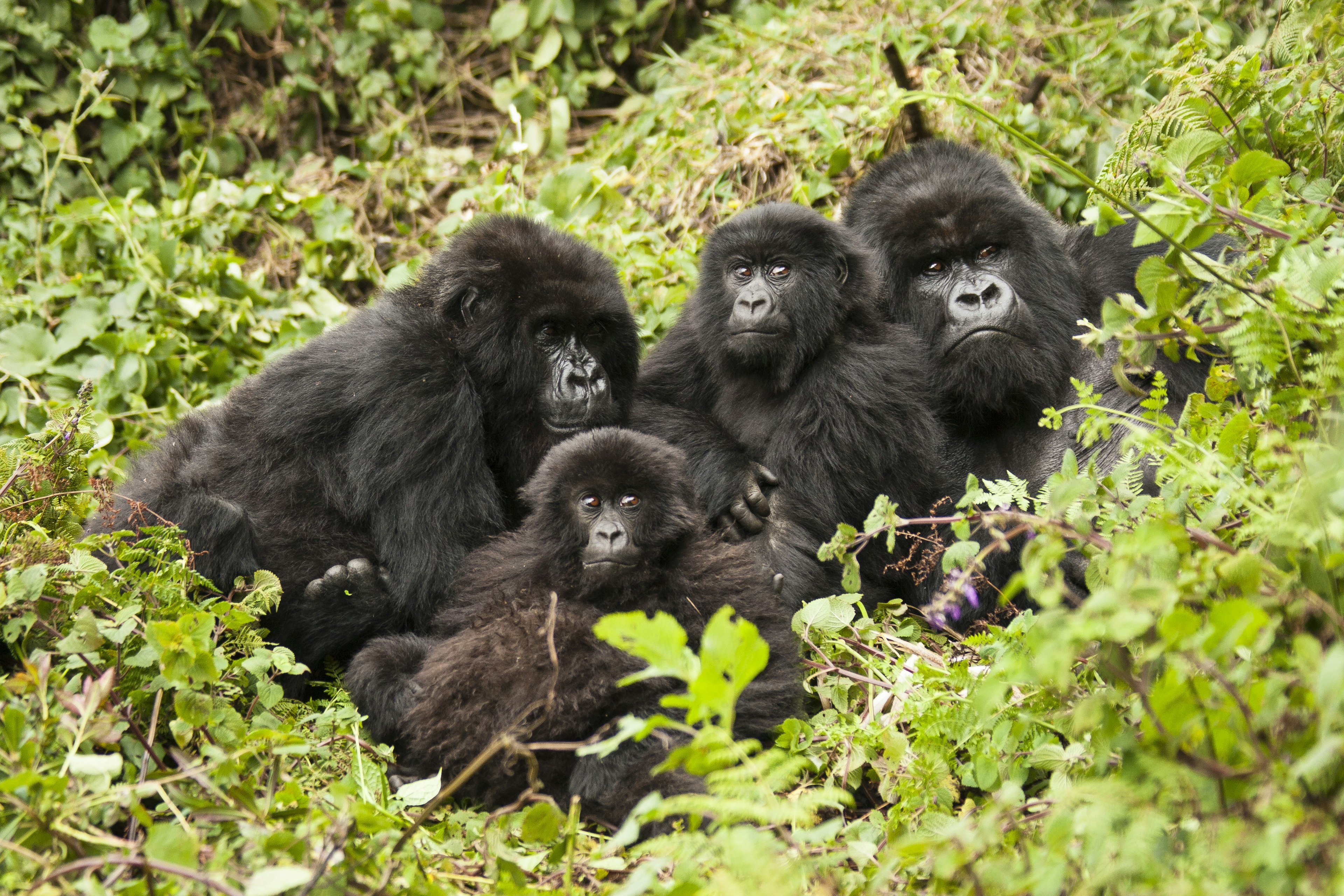 A family of mountain gorillas grouped together in green jungle