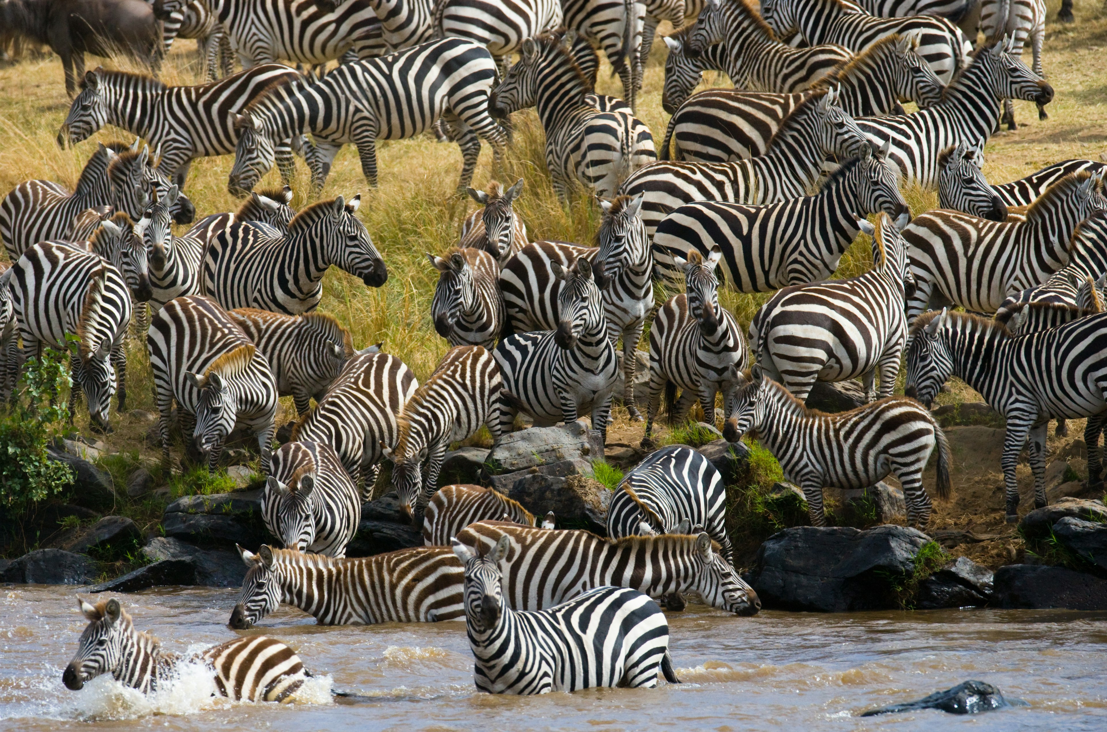 A group of zebra crossing the River Mara between Tanzania and Kenya.
