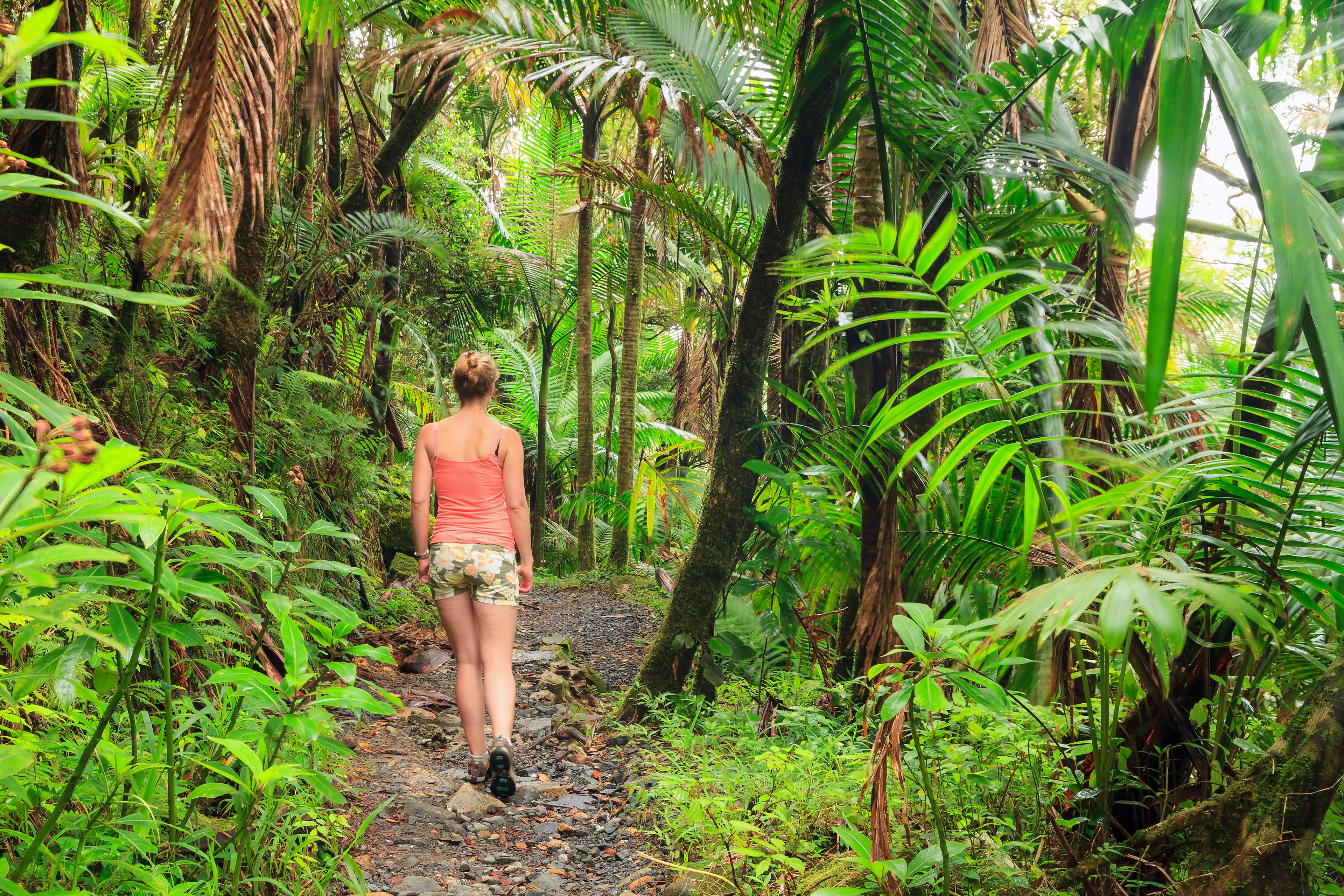 A woman hikes through the beautiful jungle of the El Yunque national forest in Puerto Rico.