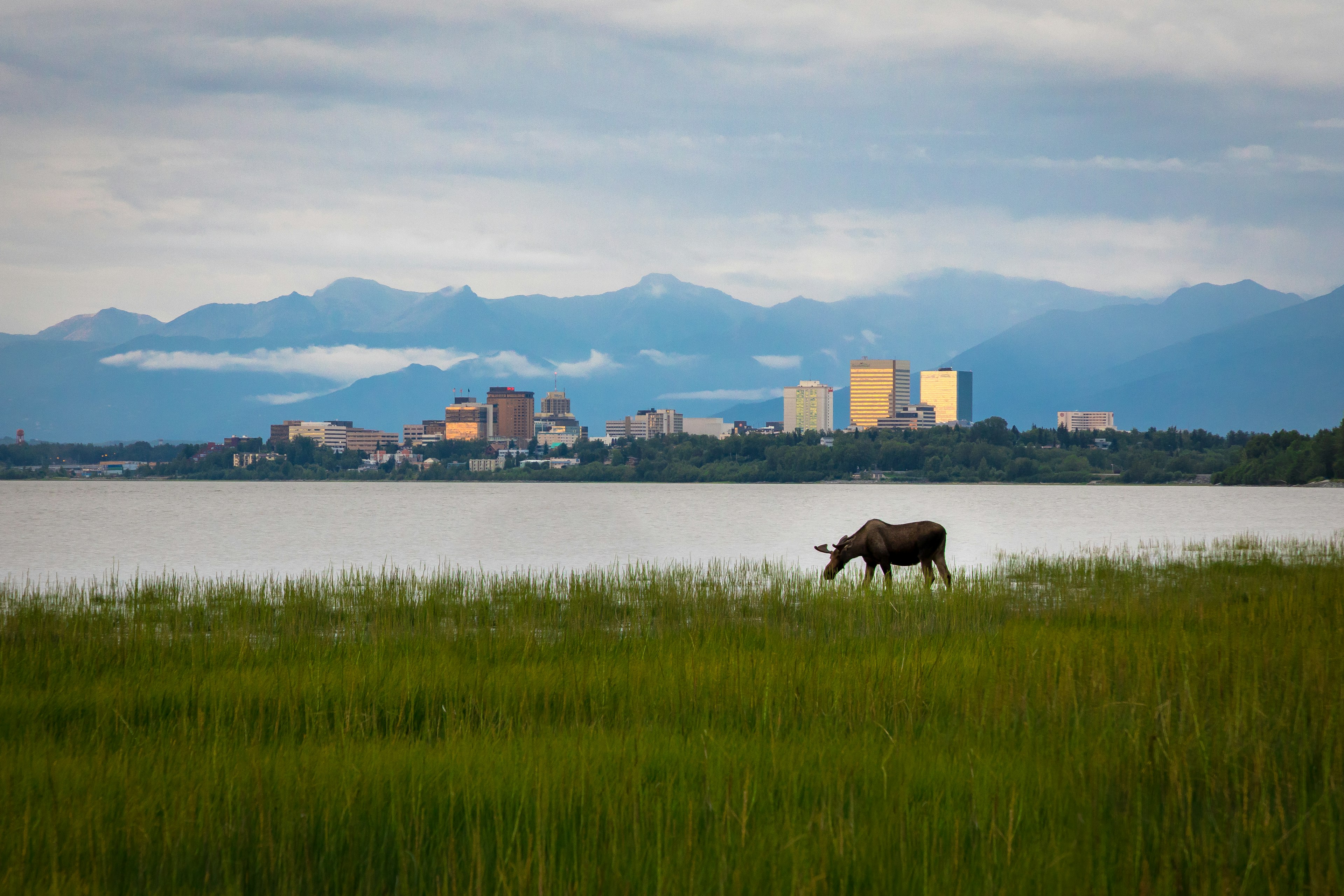 A moose grazes in a field by an inlet with skycrapers of a city and mountains in the distance