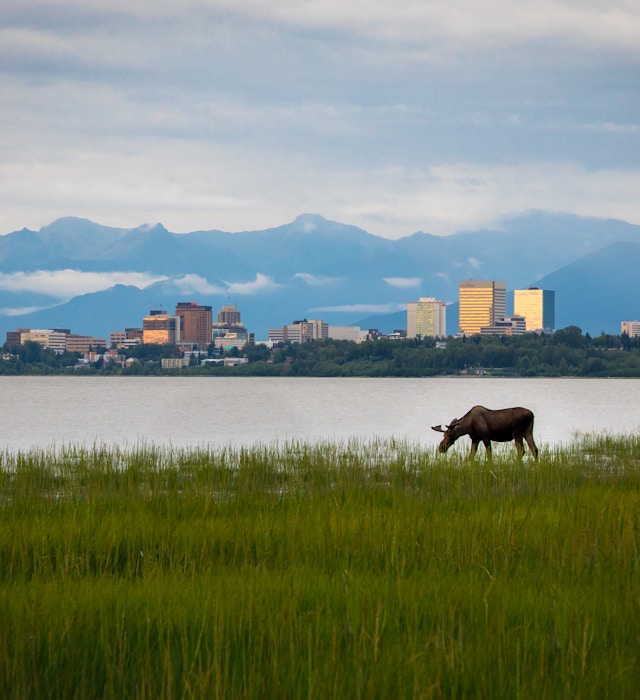 Anchorage Alaska & Grazing Moose License Type: media Download Time: 2022-02-08T17:02:37.000Z User: Is Editorial: No purchase_order: