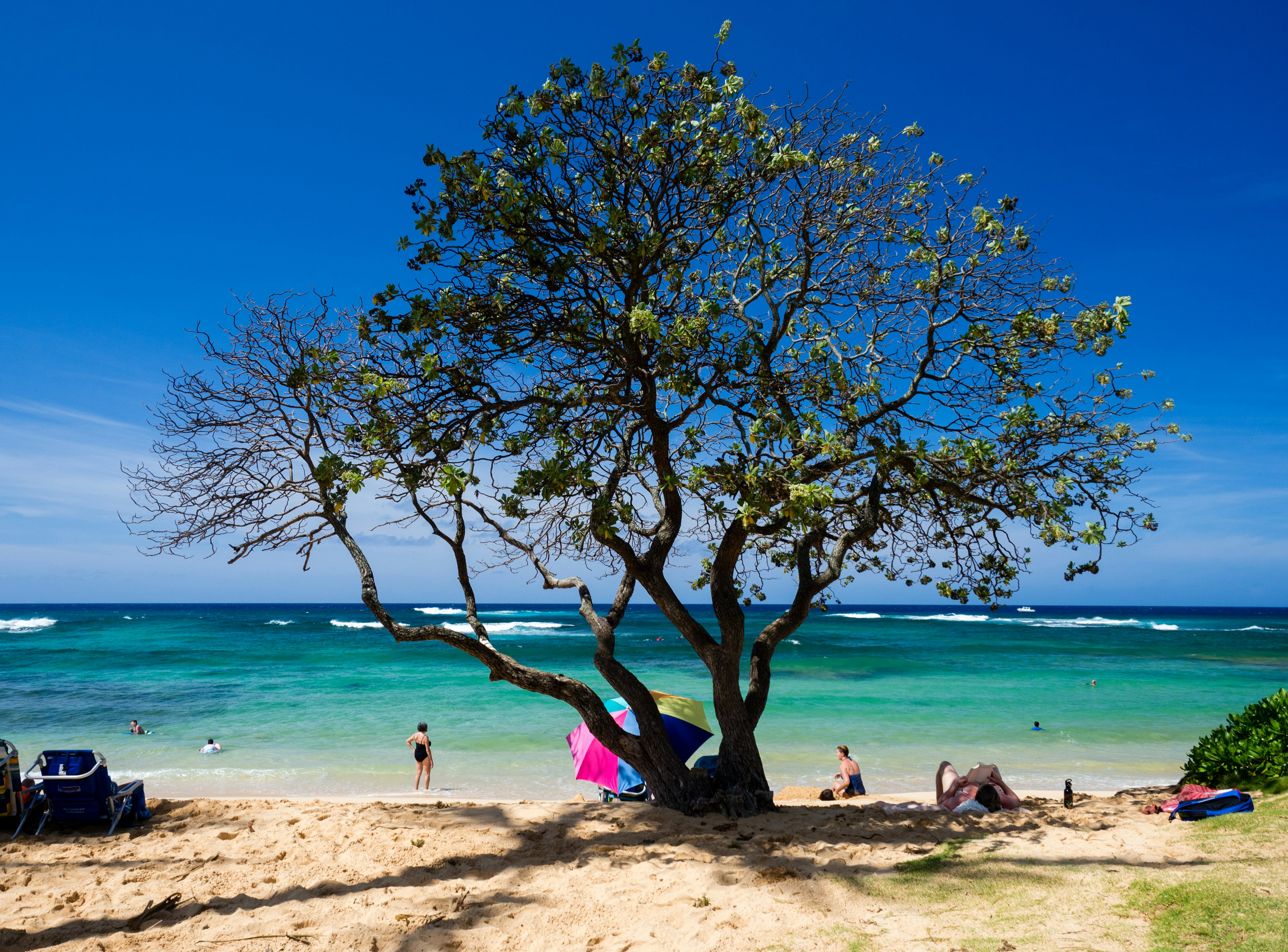 People lounge under a tree with few leaves on a tropical beach, as white-capped waves break offshore