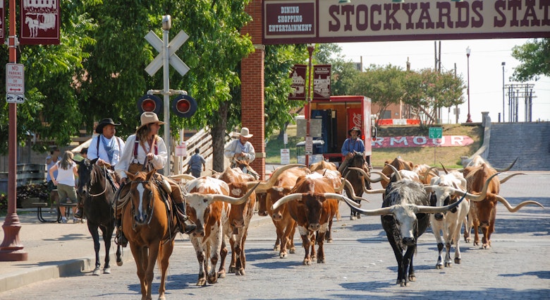 Parade of cowboys and steer cattle in the Fort Worth Stockyards in Texas - stock photo,Fort Worth, Texas - September 2009: A herd of cattle parading through the Fort Worth Stockyards accompanied by cowboys on horseback
1263153940
livestock, animals, cowboys, western, travel, historic, texas