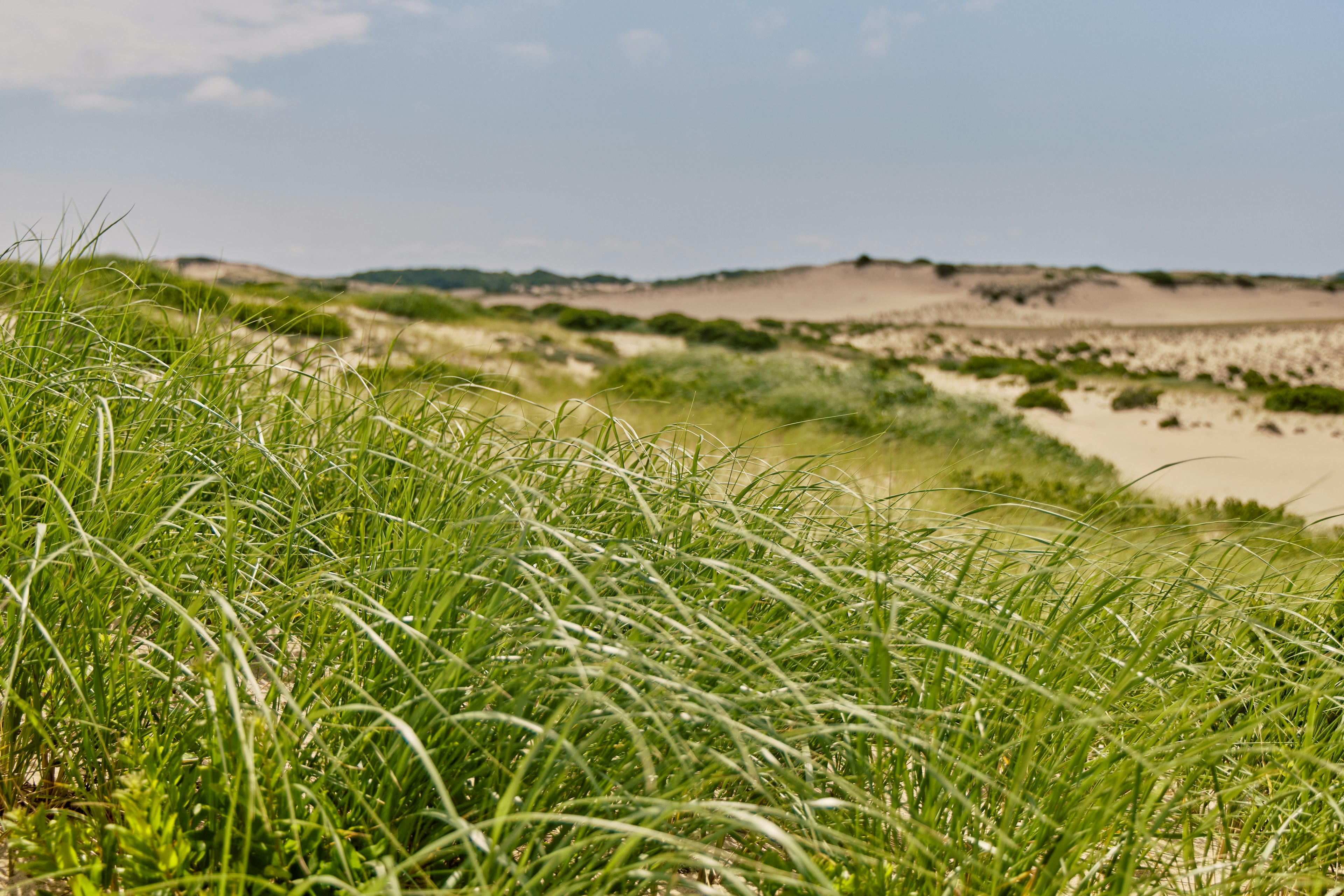 A close-up of grass blowing in the wind in a landscape of oceanside dunes