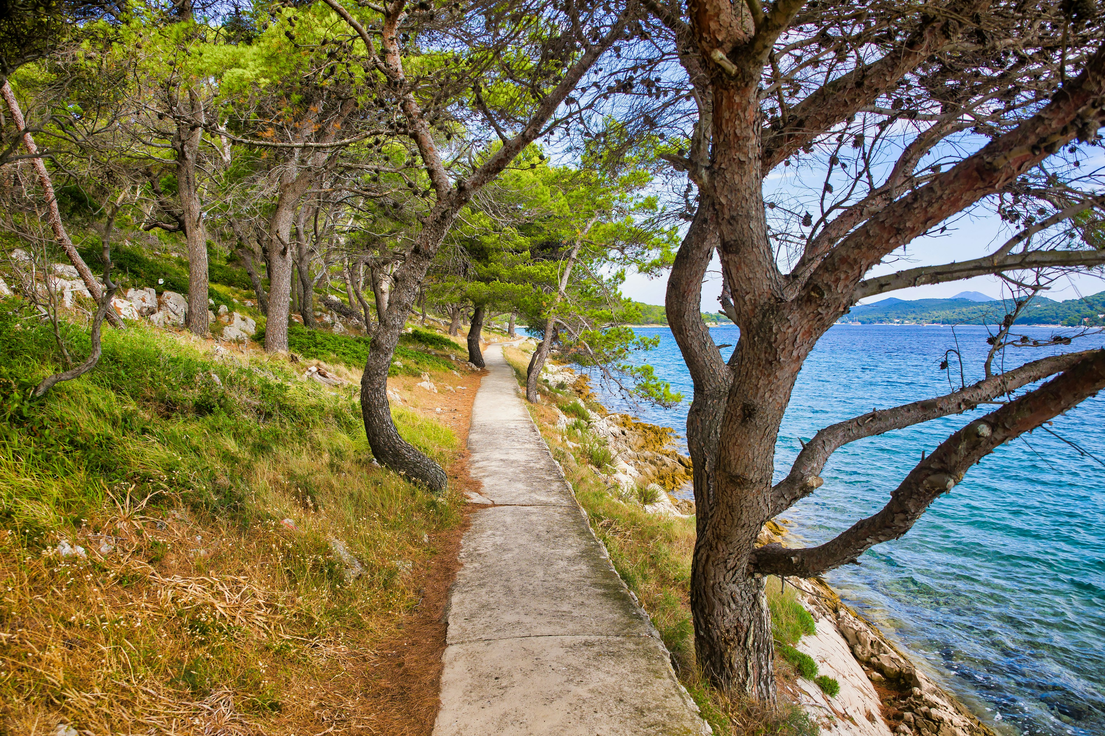 A pine-covered path runs alongside the coast.