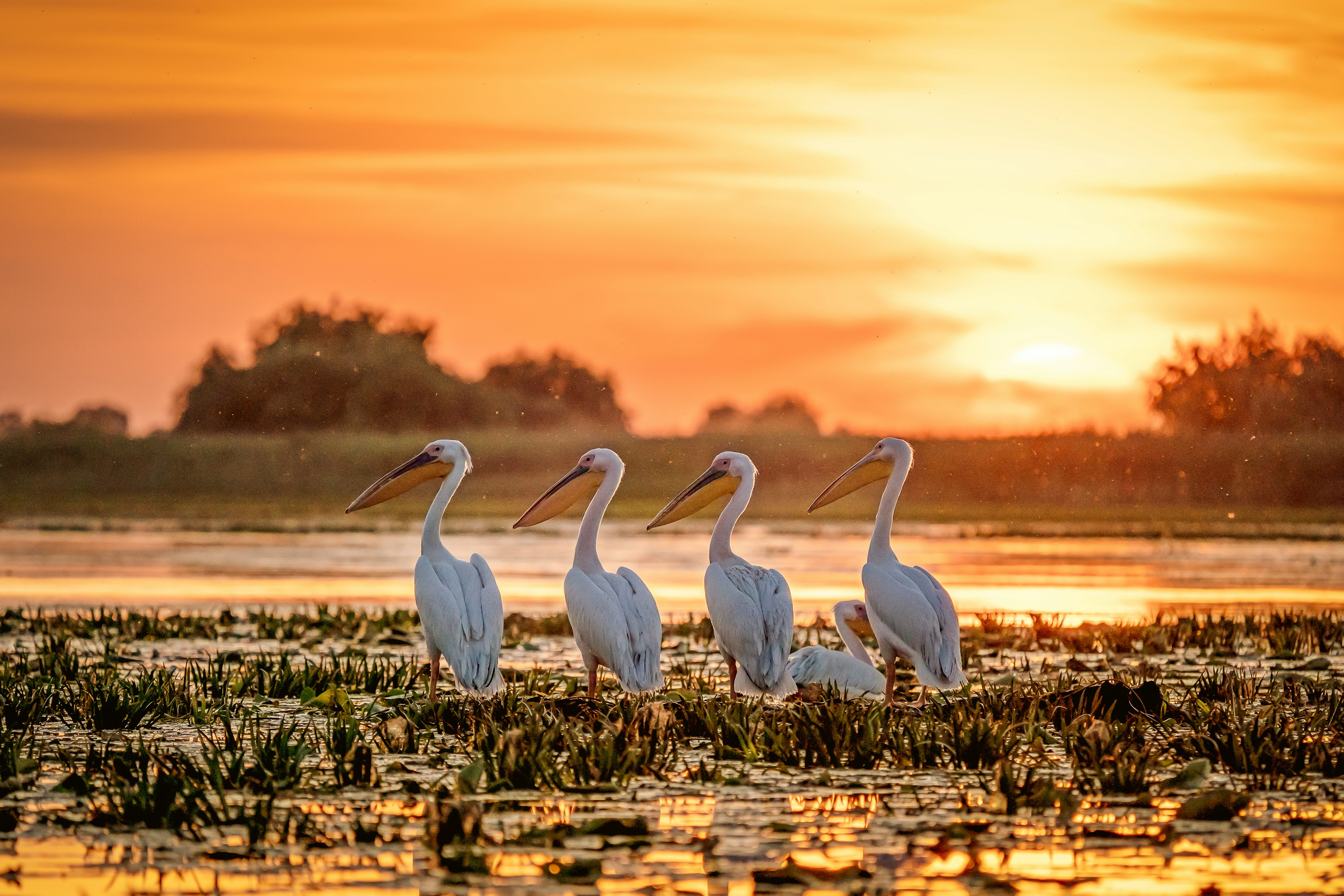 A row of four pelicans with large orange beaks lined up in a marshy area with the setting sun in the distance