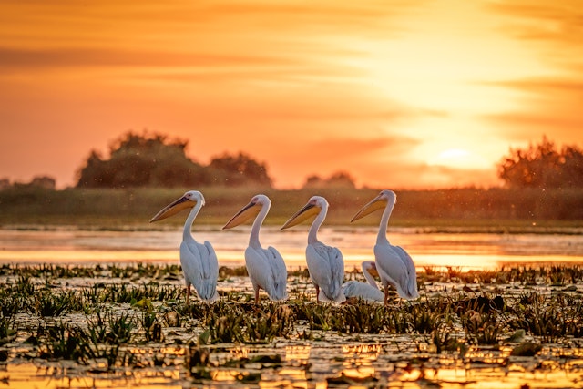 A row of four pelicans with large orange beaks lined up in a marshy area with the setting sun in the distance
