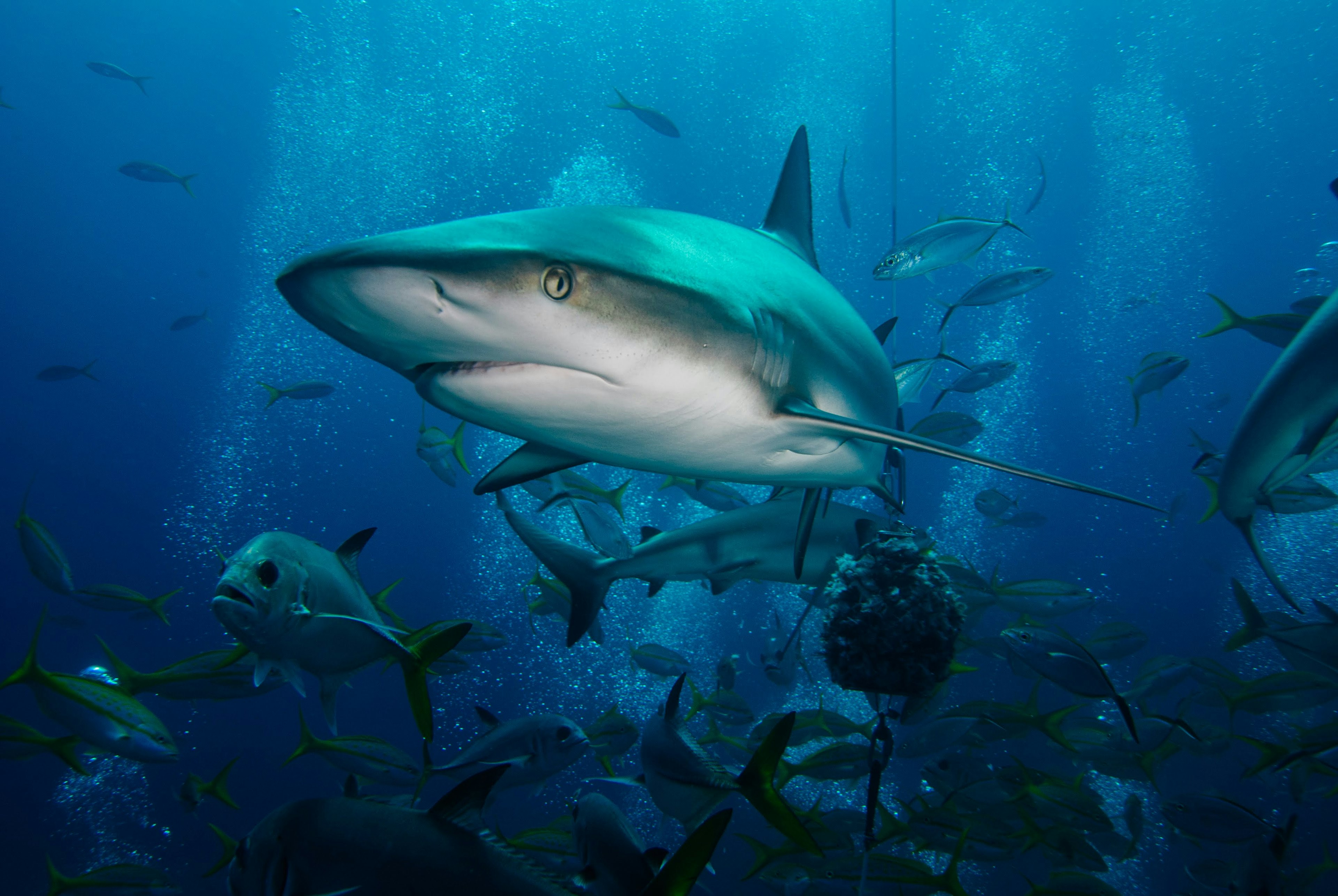 Caribbean Reef Shark at Exuma Land & Sea Park