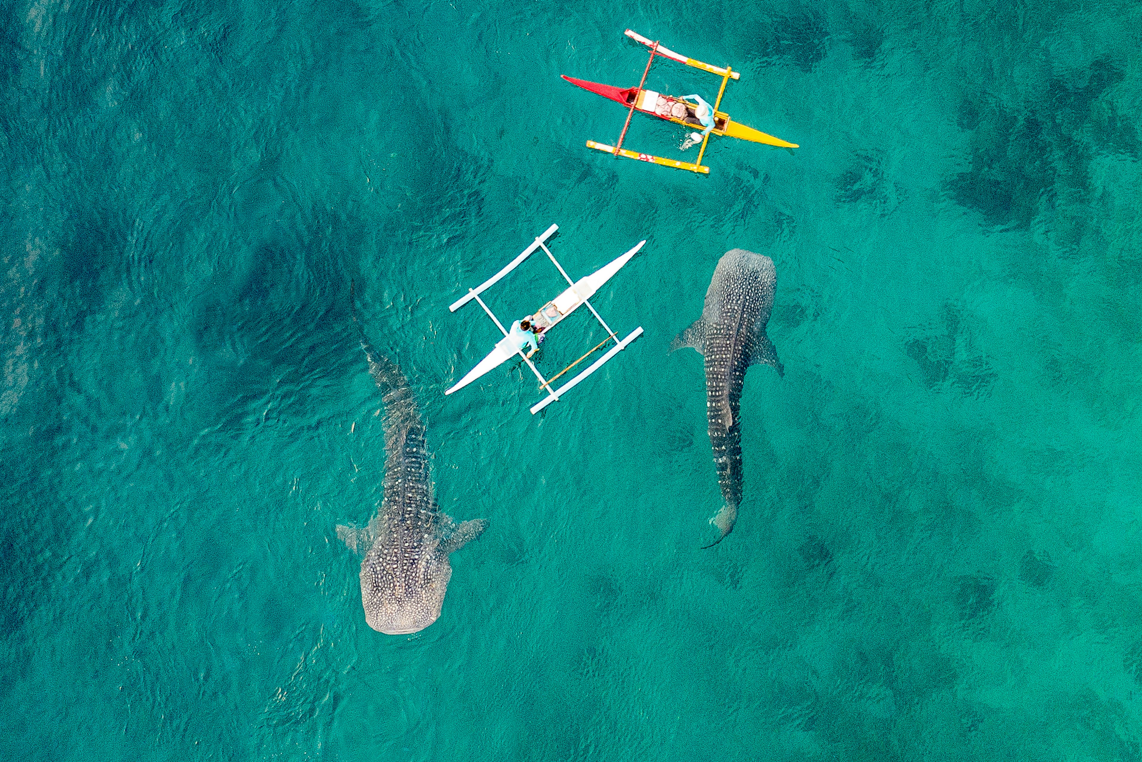 Aerial view from the drone. Fishermen feed gigantic whale sharks ( Rhincodon typus) from boats in the sea in the Philippines, Oslob.