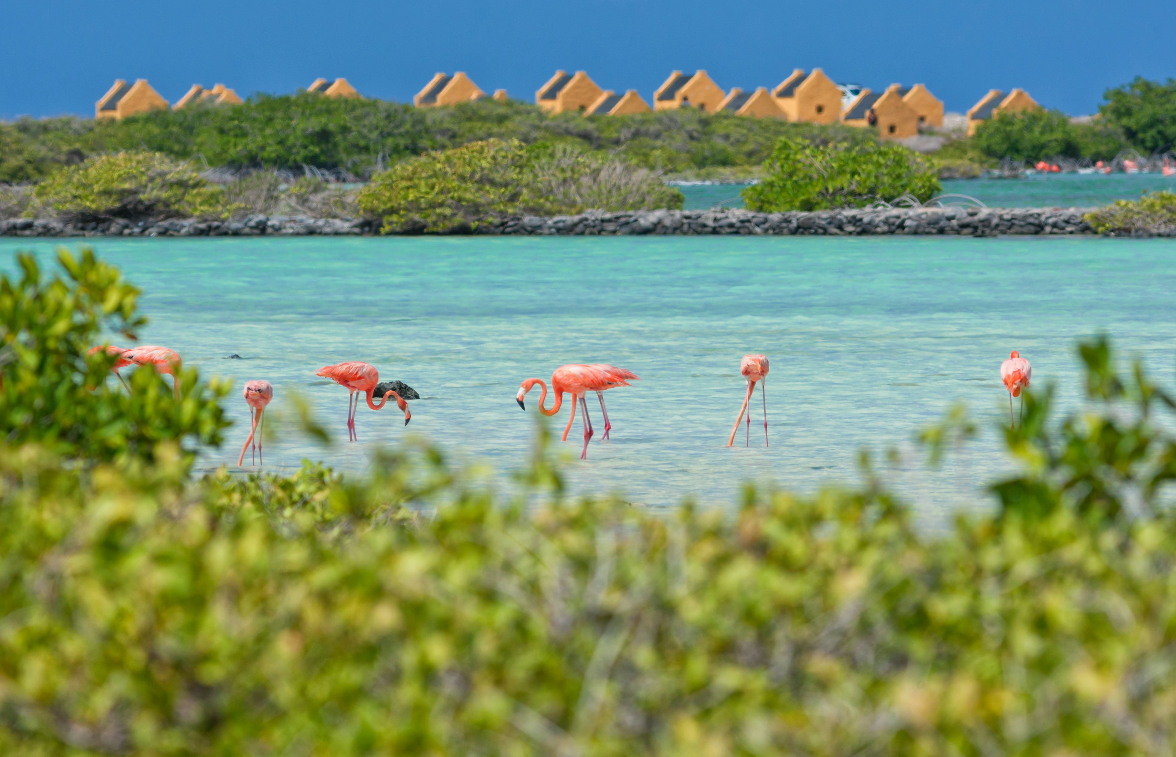 Flamingos wade in a shallow pool surrounded by greenery in a tropical location. Yellow houses are in the distance.