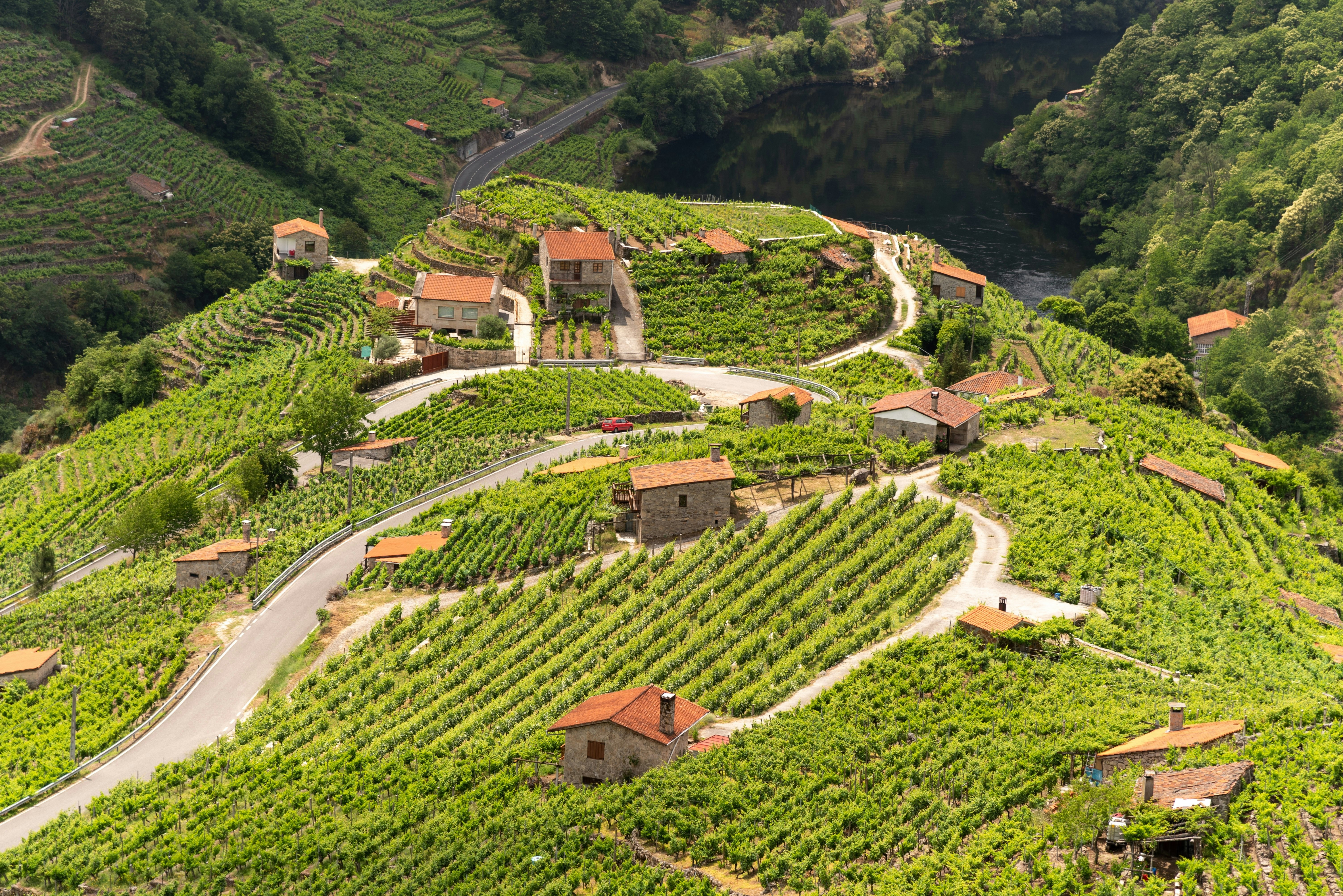 Panoramic view of the Miño River flowing through the lush green vineyards of Ribeira Sacra