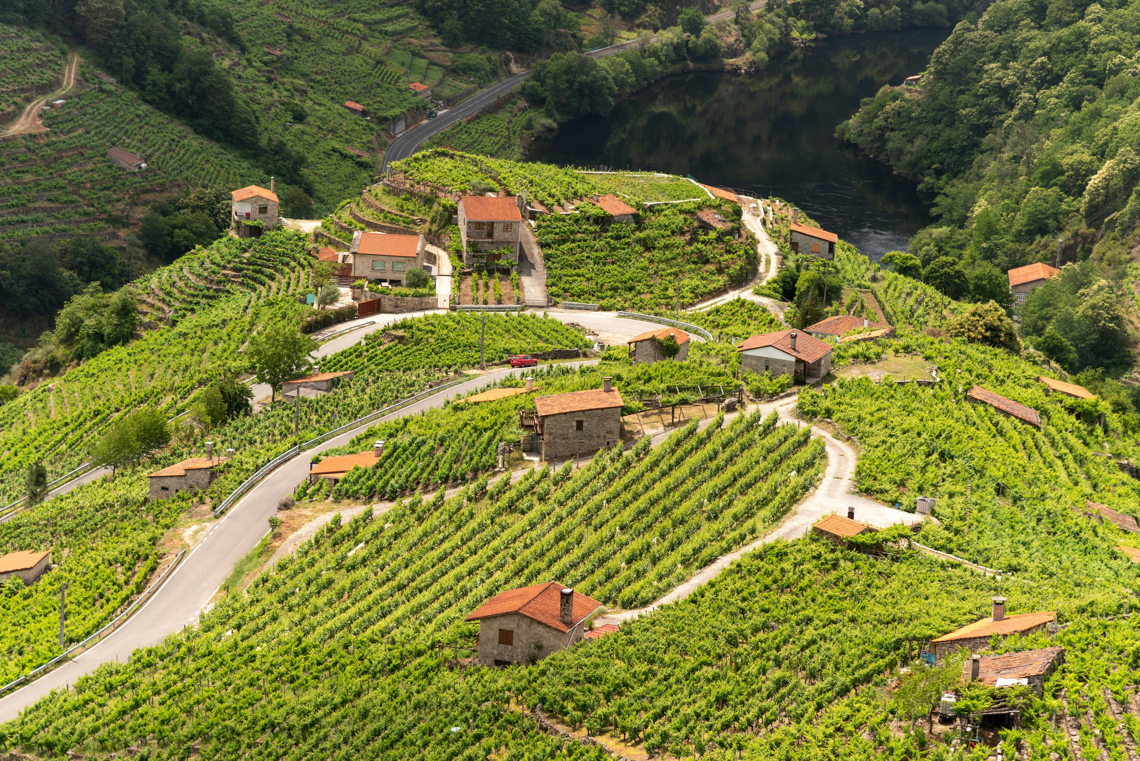 A breathtaking panoramic view of the Miño River flowing through the lush green vineyards of Ribeira Sacra in Chantada, Galicia, Spain